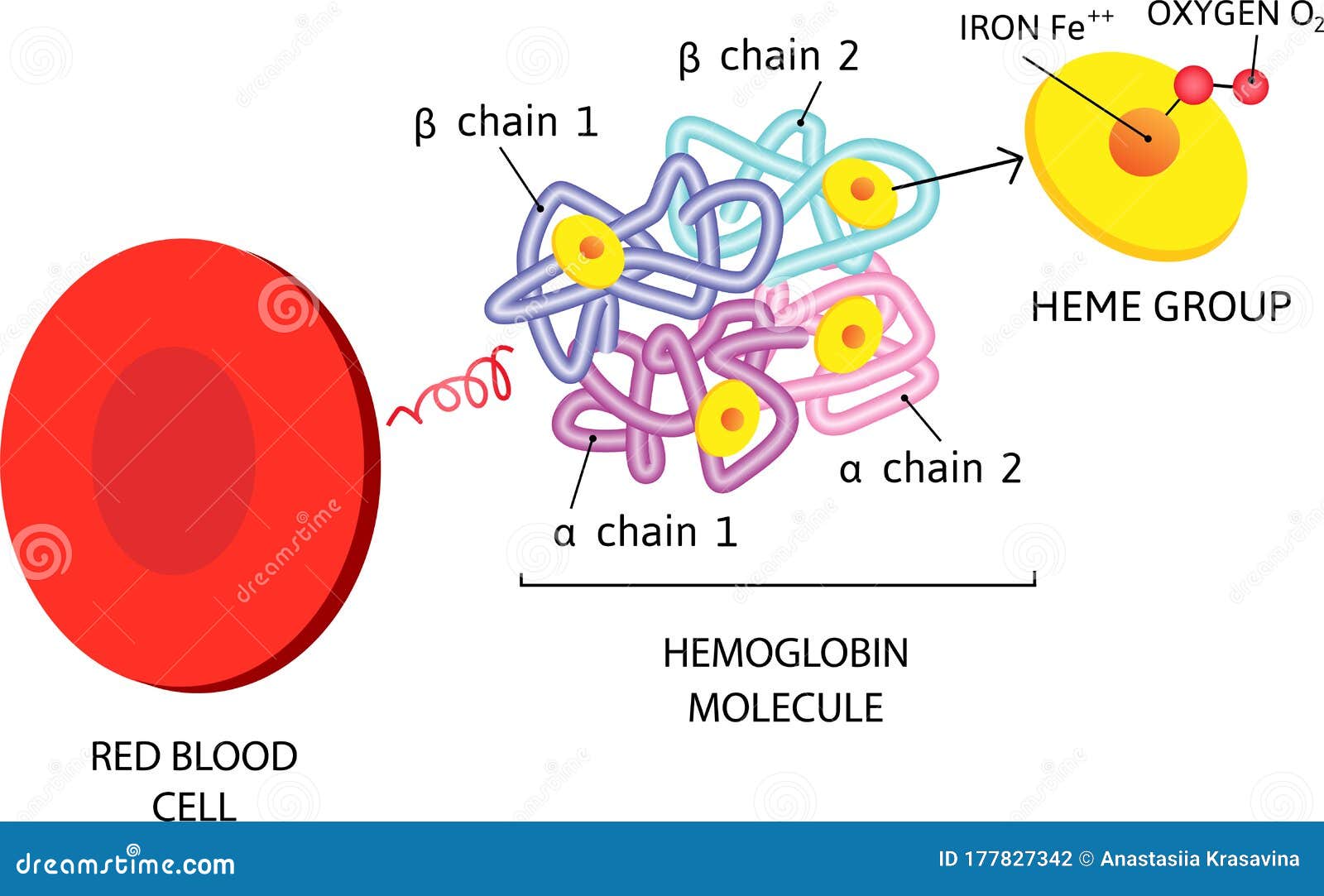 white blood cell parts