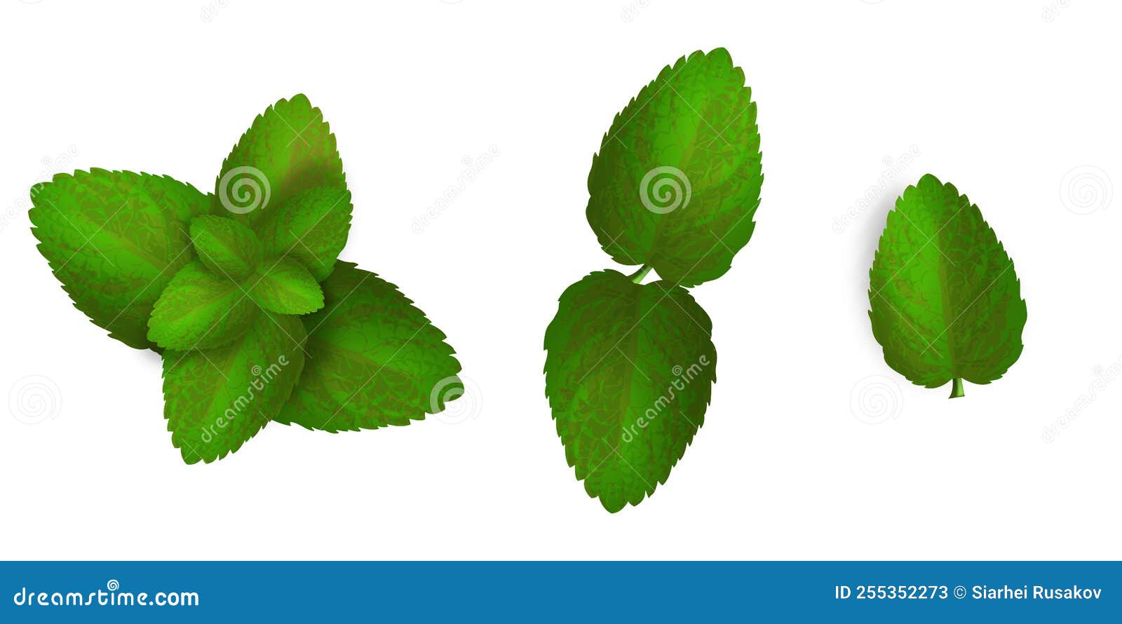 Vector Mint Spearmint Peppermint Leaf Leaves Set Isolated on White