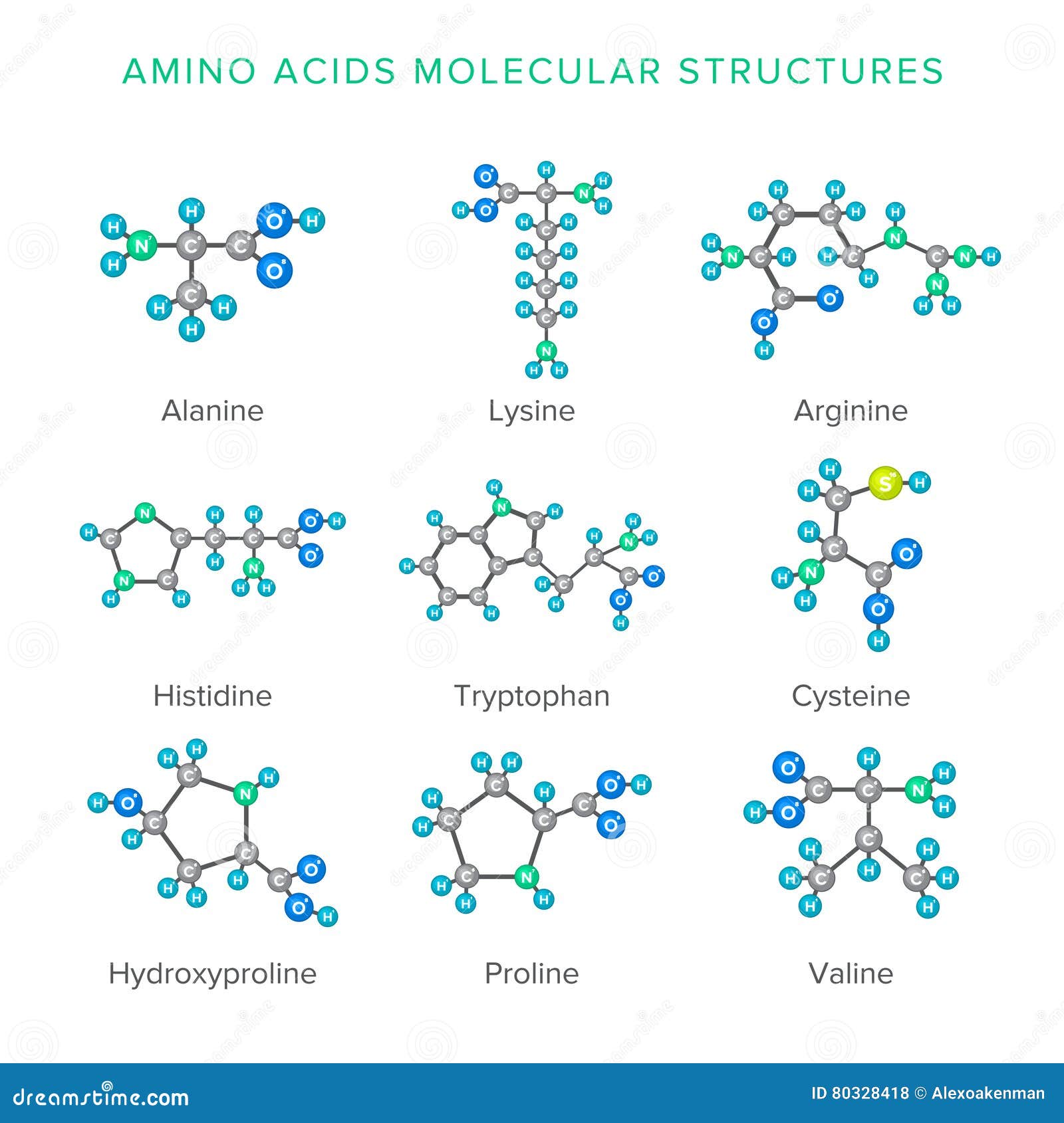  molecular structures of amino acids  on white set