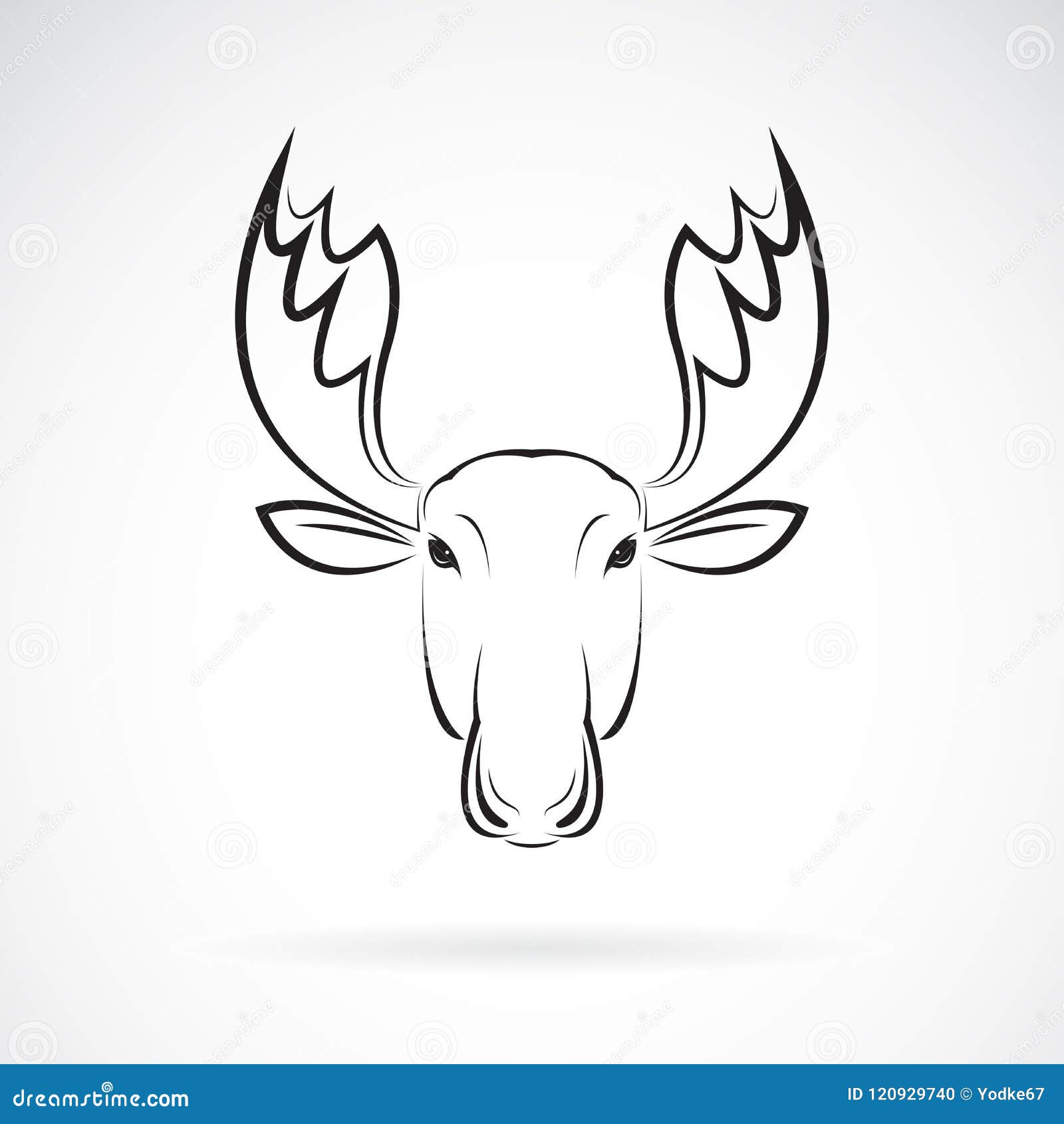  of moose deer head  on white background. animal.