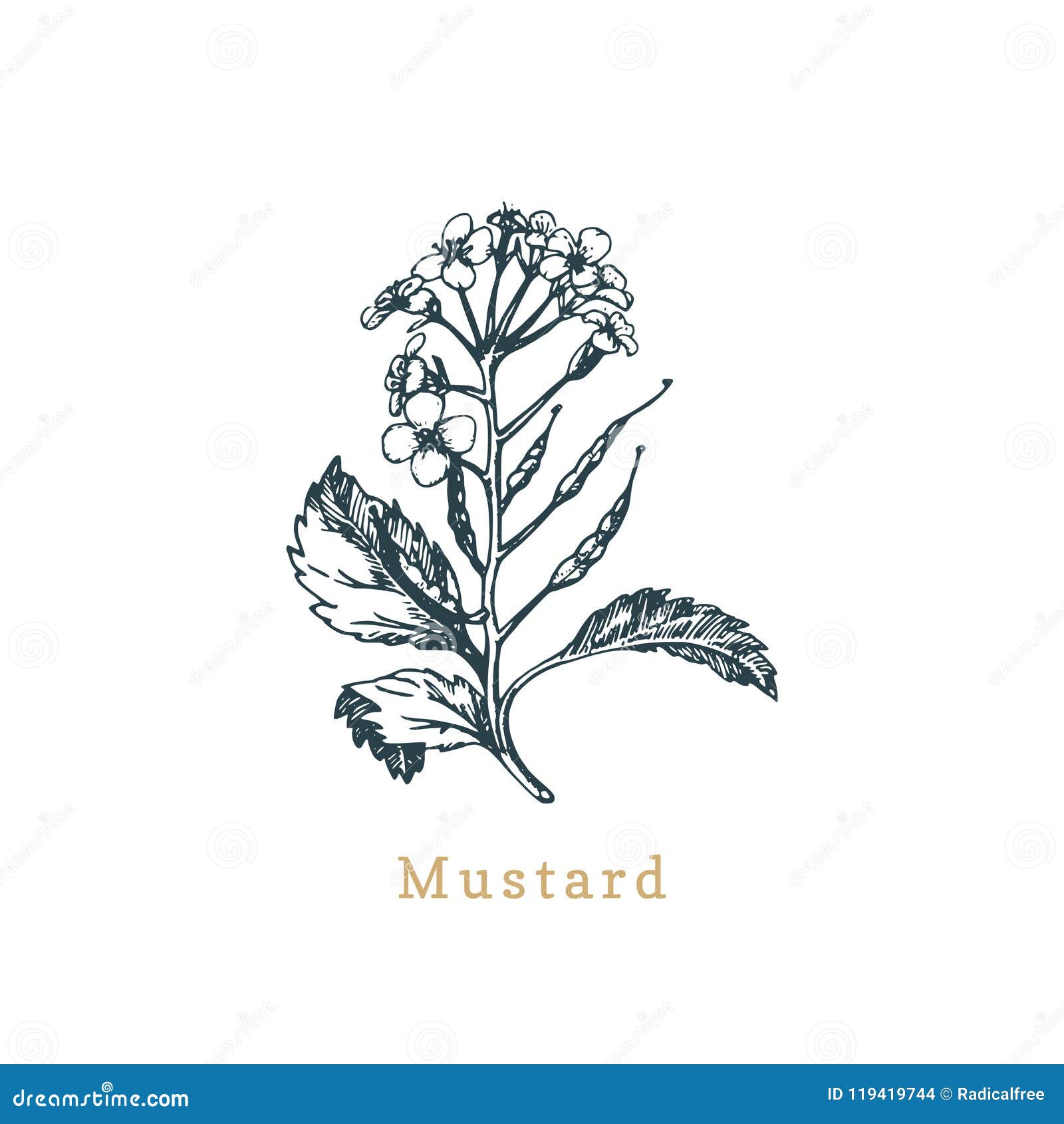 Aggregate 189+ sketch of mustard plant latest