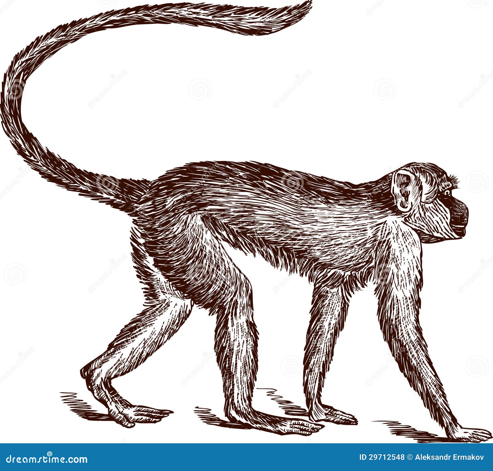 Desenho Macaco Tímido Duas Pernas Ilustração Dos Desenhos Animados Isolado  imagem vetorial de dero2010© 654509686