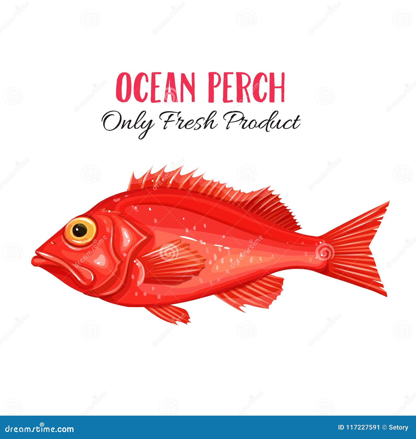  ocean perch.