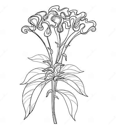 Vector Outline Celosia Crisrtata or Cockscomb Flower and Ornate Leaves ...