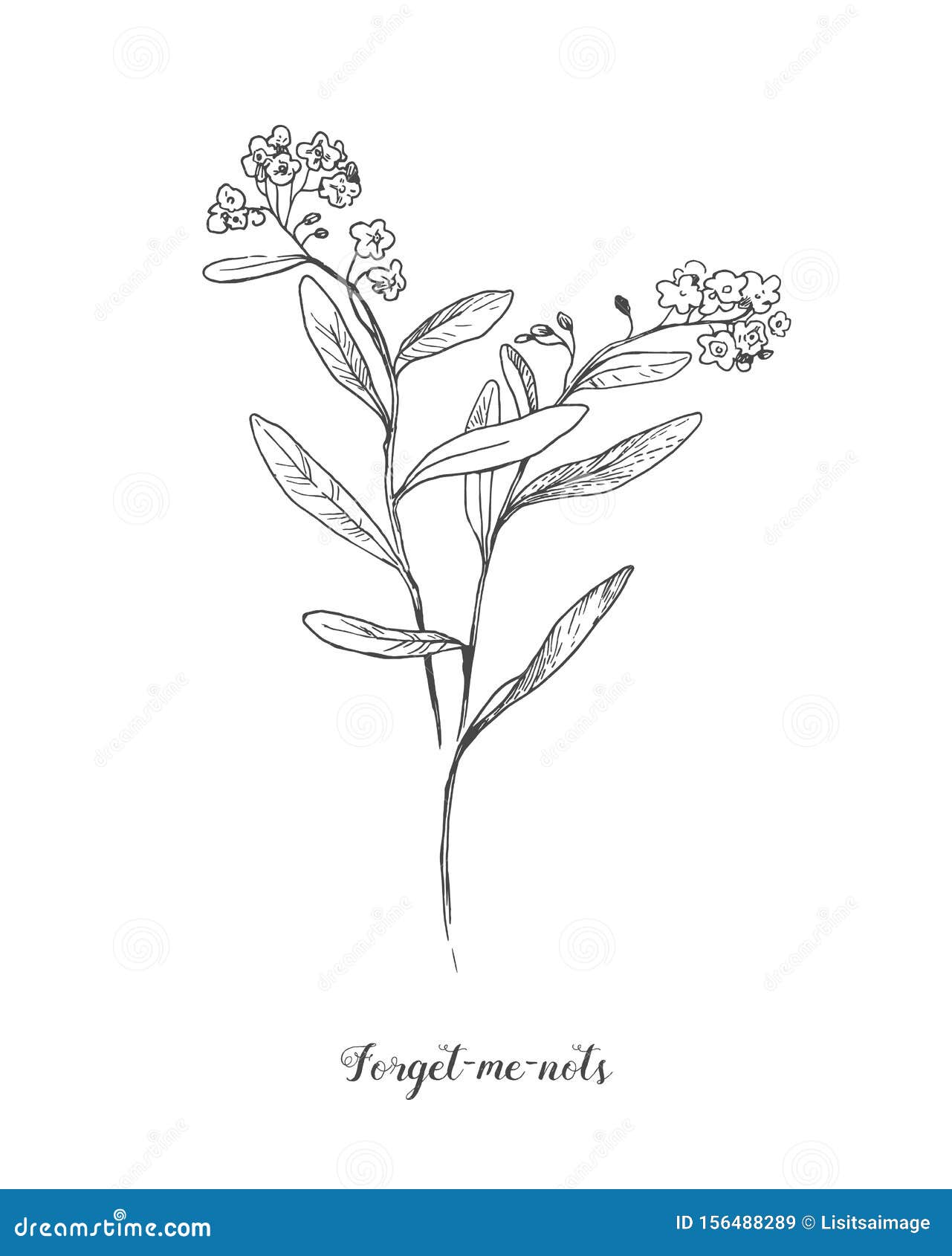  outline forget me not or myosotis flower, bud, leaves and bunch in black  on white background. wild plant