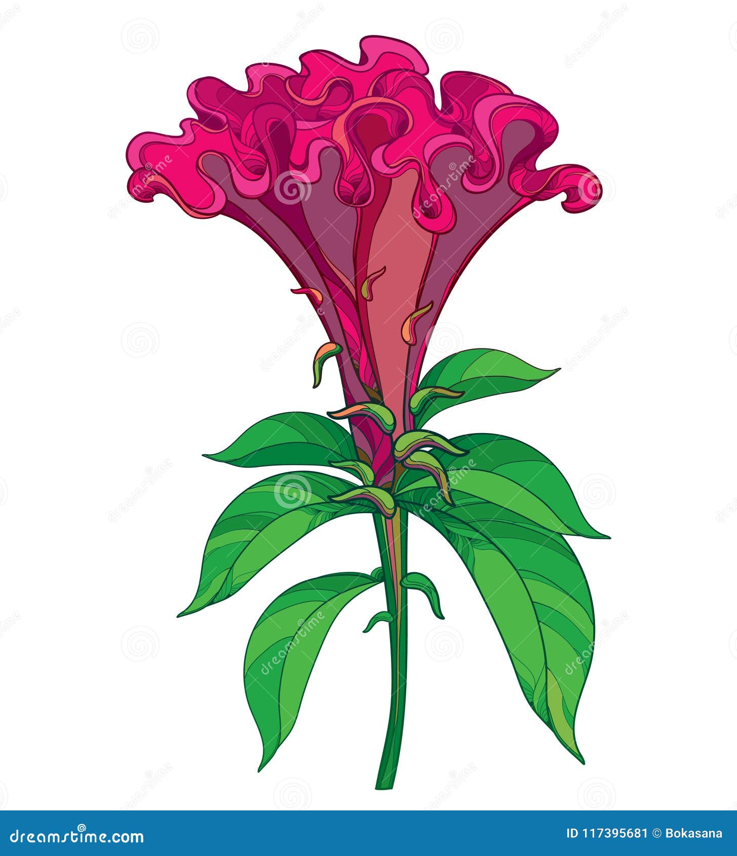  outline red celosia crisrtata or cockscomb flower and ornate green leaves  on white background.