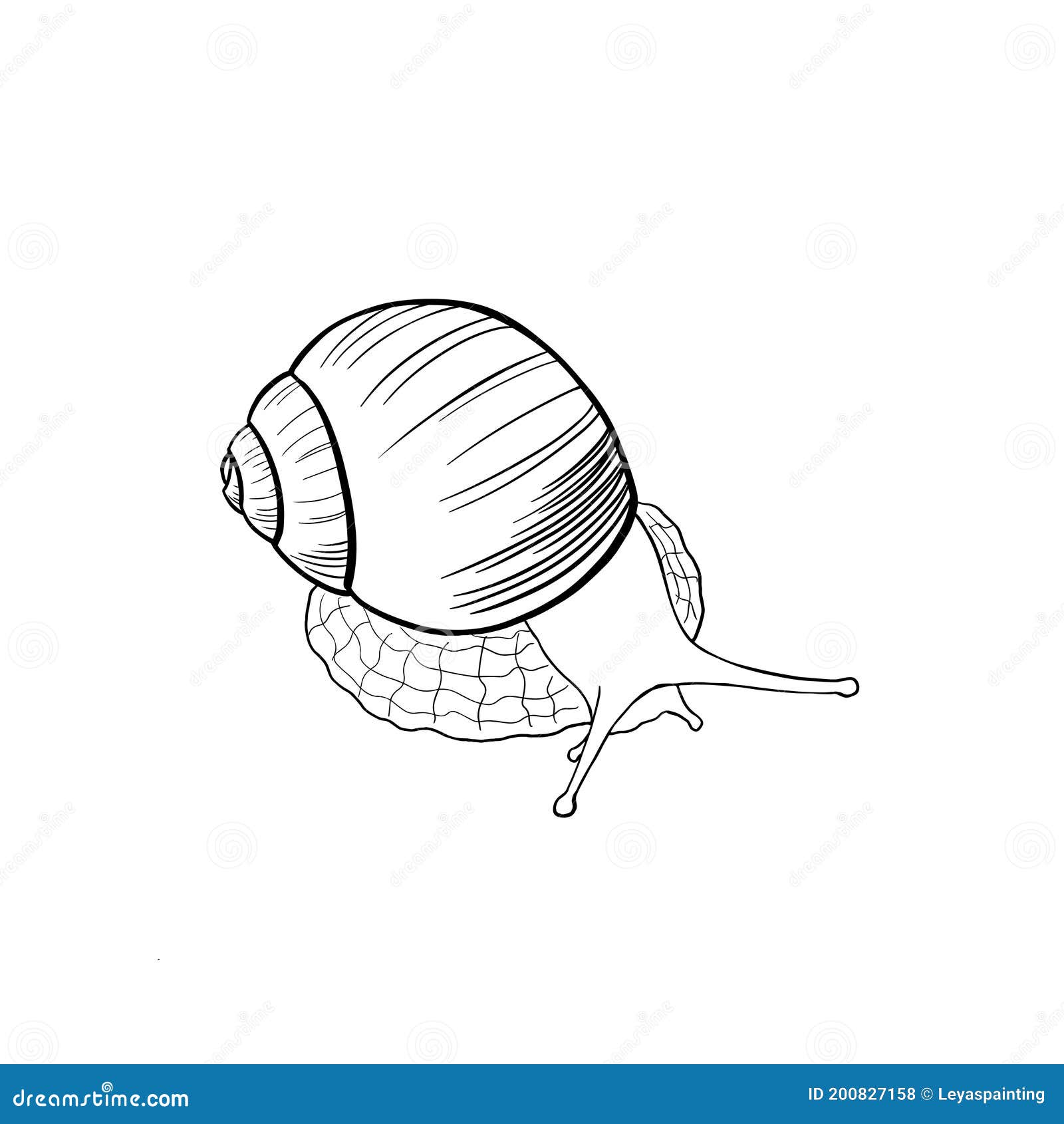 Vector Outline Snail Isolated on White Background. Hand Drawn