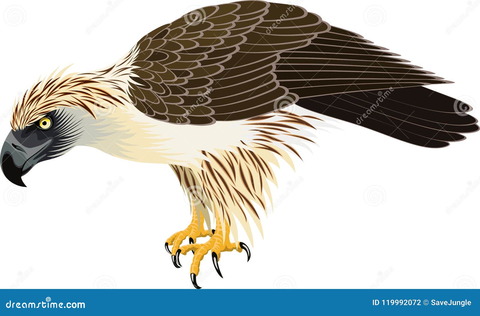  philippine eagle - pithecophaga jefferyil