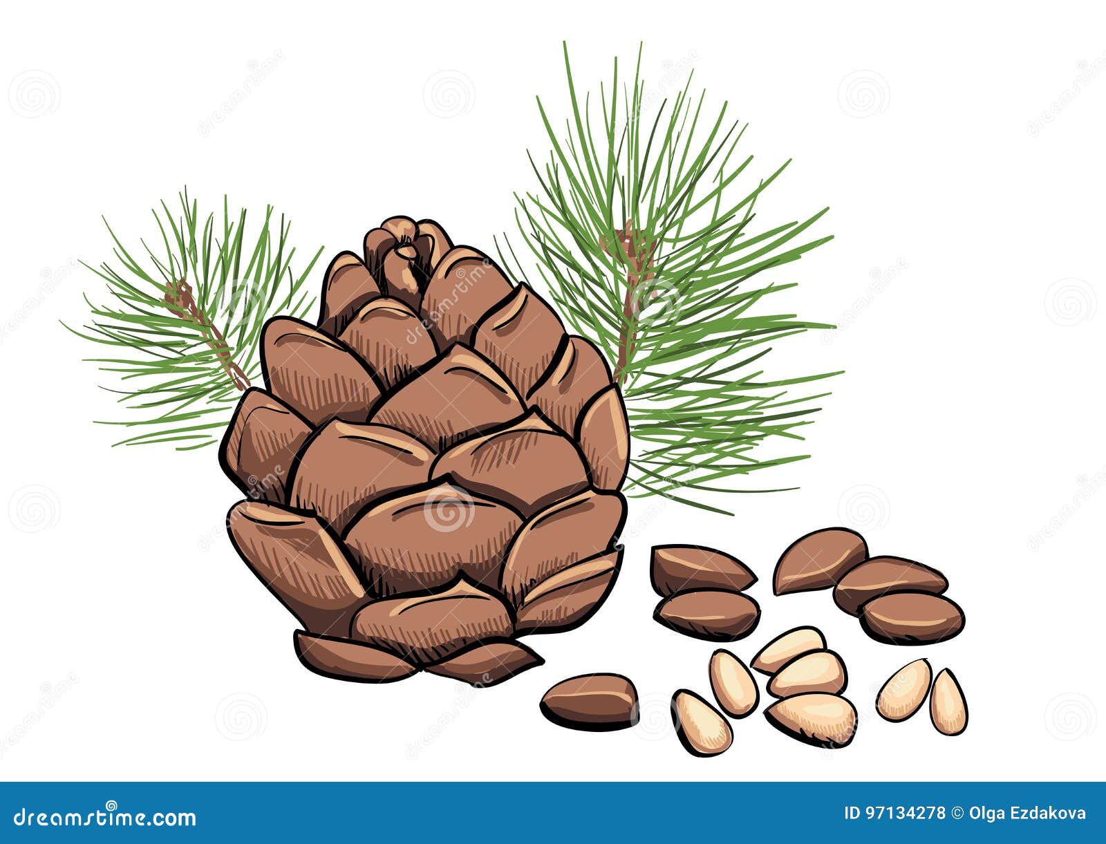 Nuts Branch Healthy Food Background Vector Vector Illustration