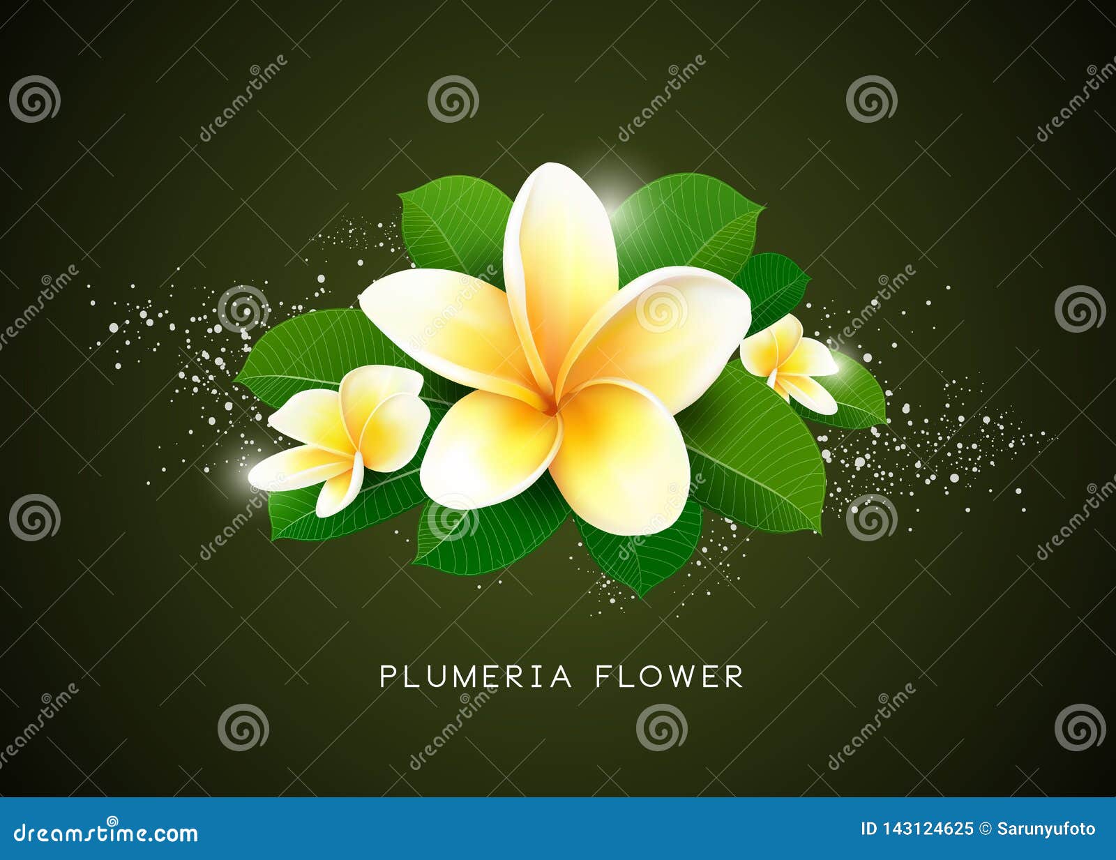 Vector Plumeria Flower and Leaf Design Background Stock Vector