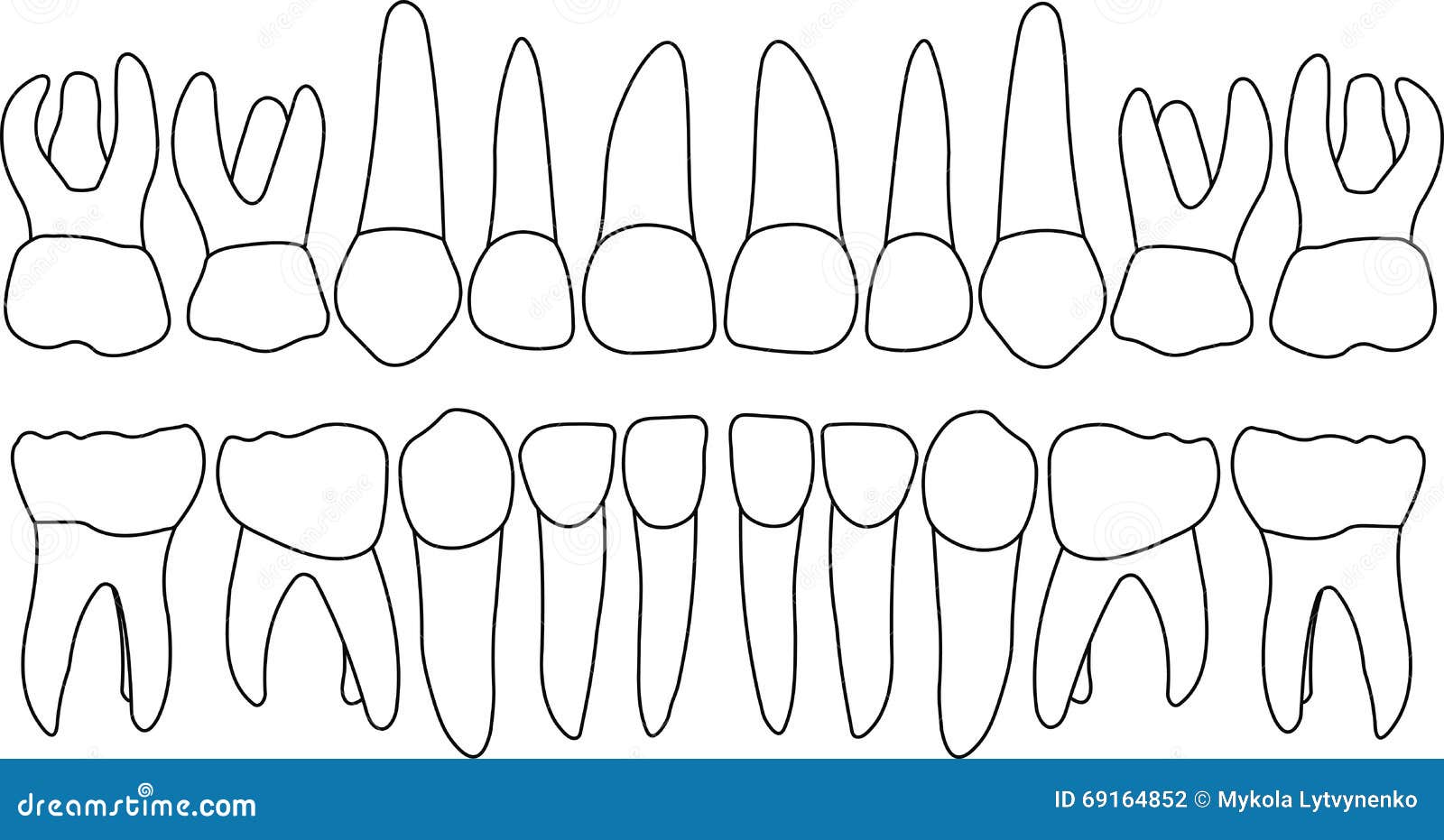 dental row primary teeth