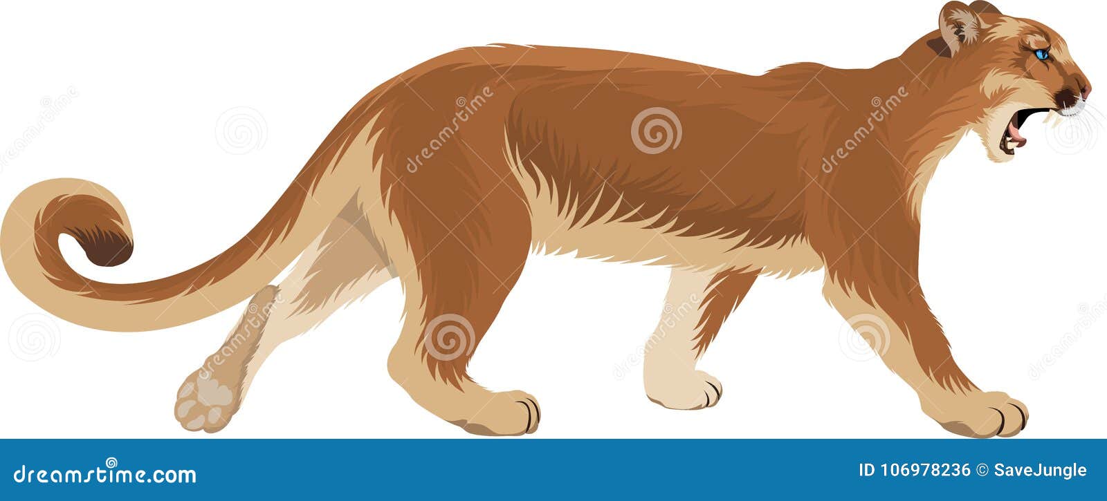  puma cougar puma concolor or mountain lion