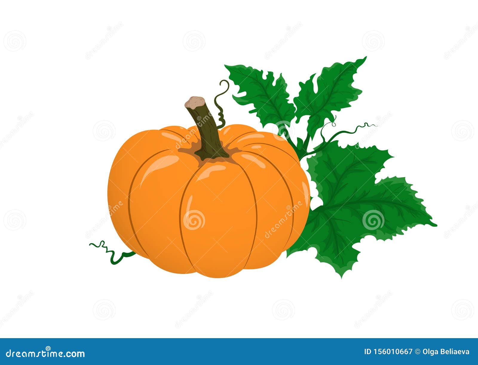 Vector Pumpkin with Green Leaves on White Background. Stock Vector -  Illustration of plant, background: 156010667