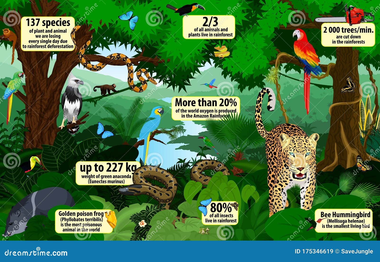 Vector Rainforest Infographic with Animals Illustration . Green Tropical  Forest Jungle with Parrots, Jaguar, Boa, Peccary, Harpy Stock Vector -  Illustration of jungle, infographic: 175346619