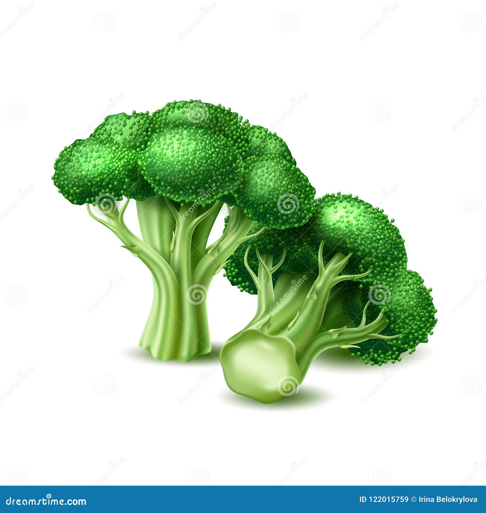 Vector Realistic Broccoli Cabbage Vegetable Stock Vector Illustration
