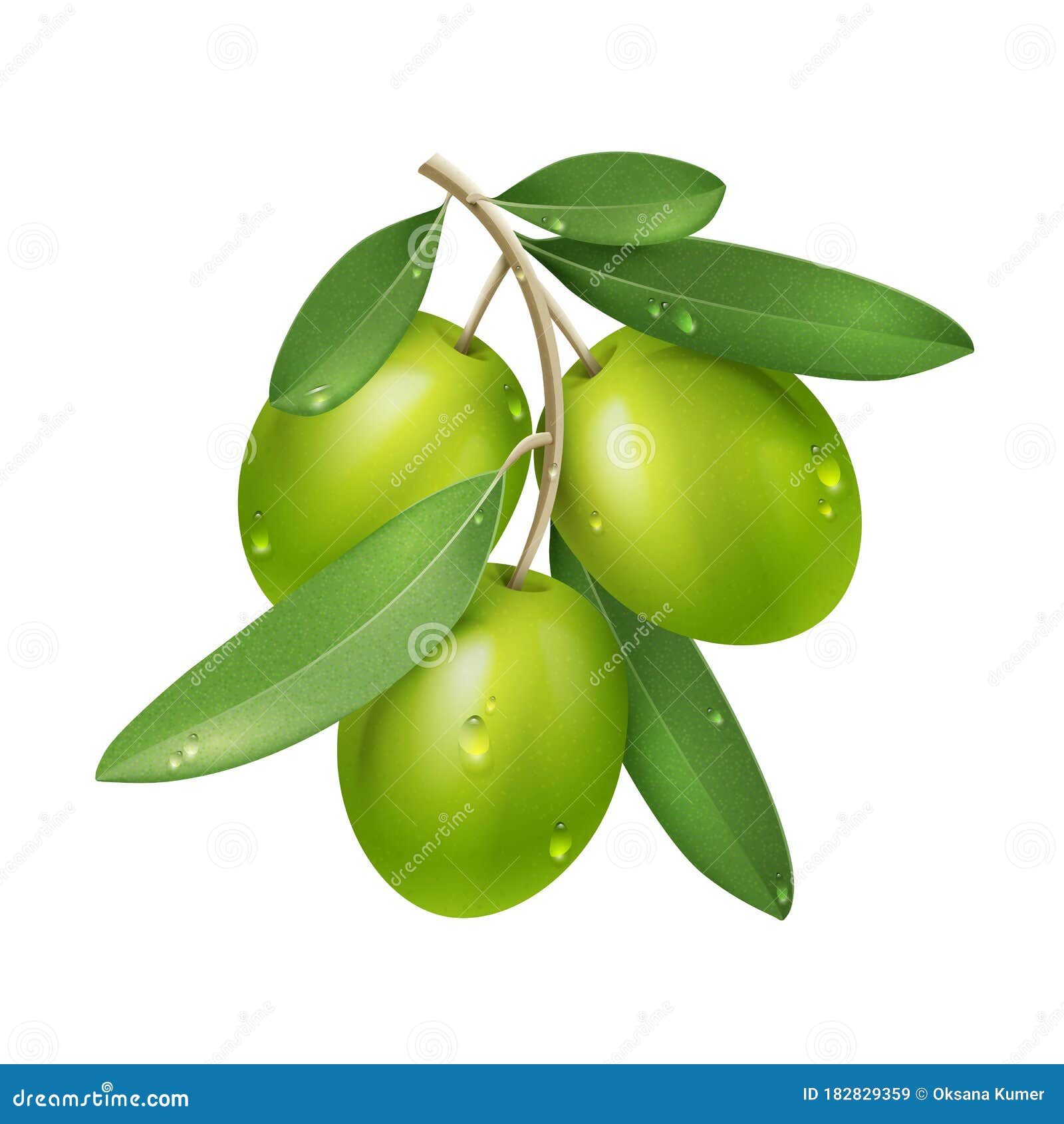 Vector Realistic Green Olive Branch Isolated on White Background with