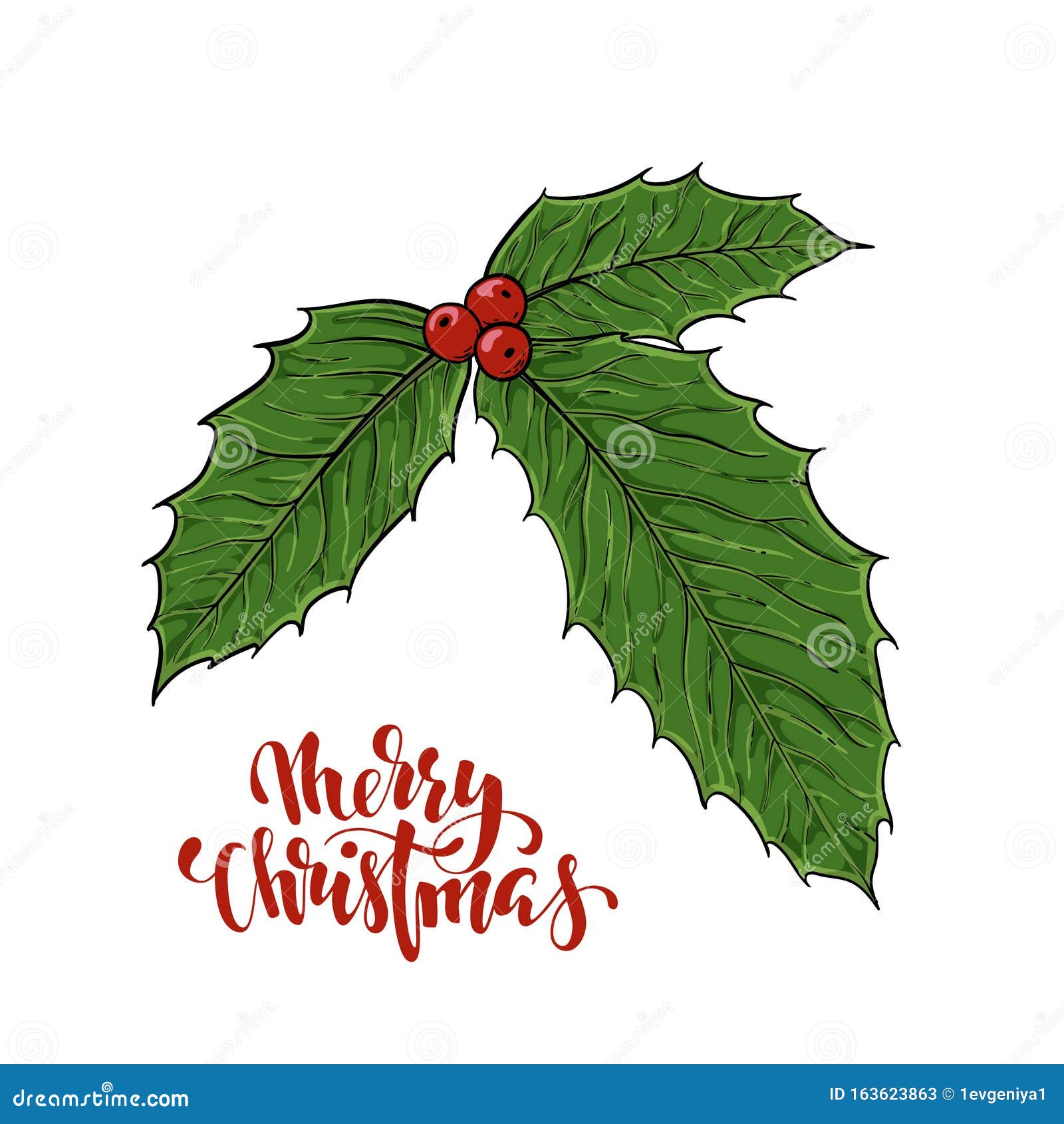 Vector Realistic Hand Drawn Holly, Ilex Branch with Berry and Leaves on ...