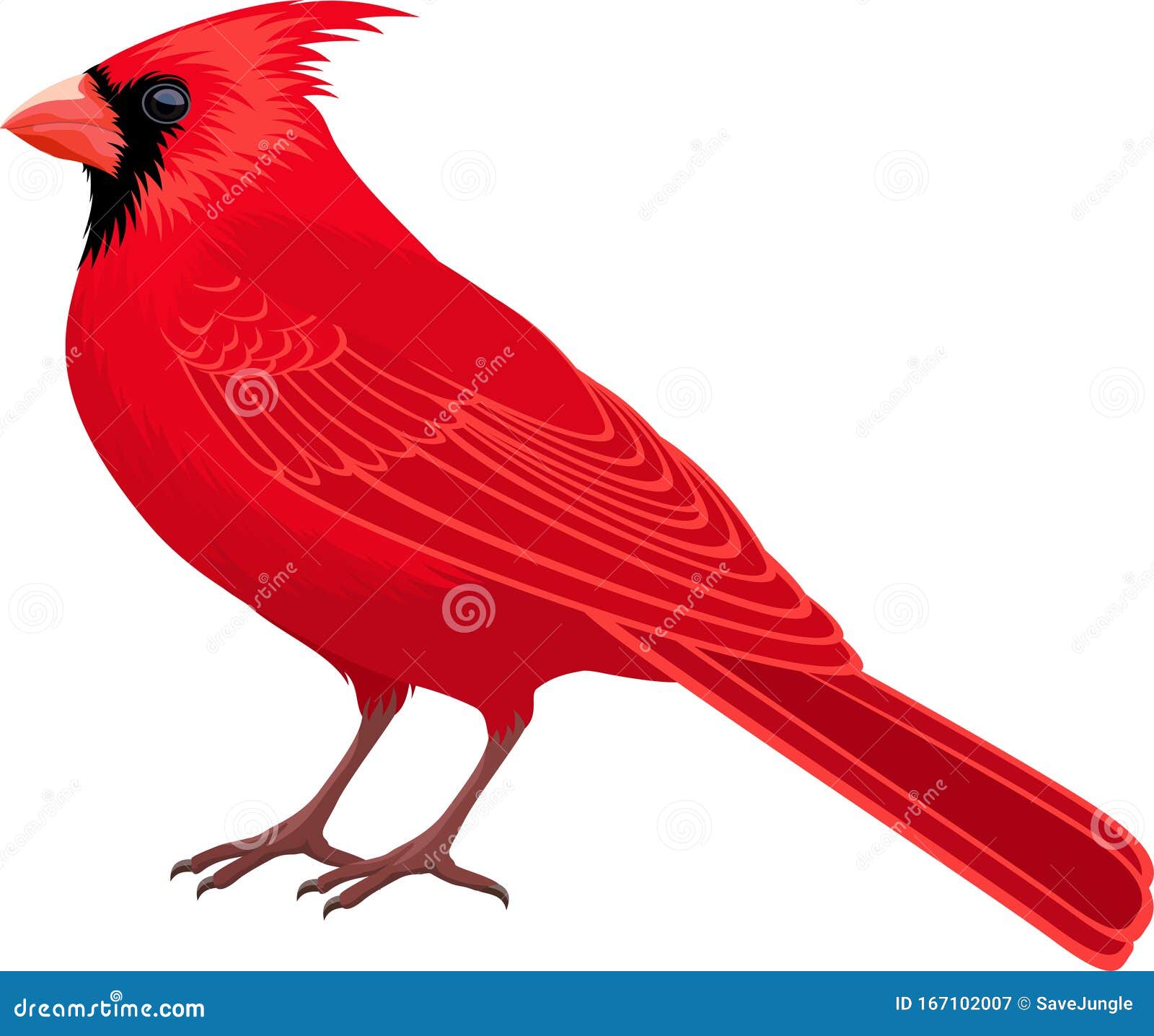  red male northern cardinal - state bird
