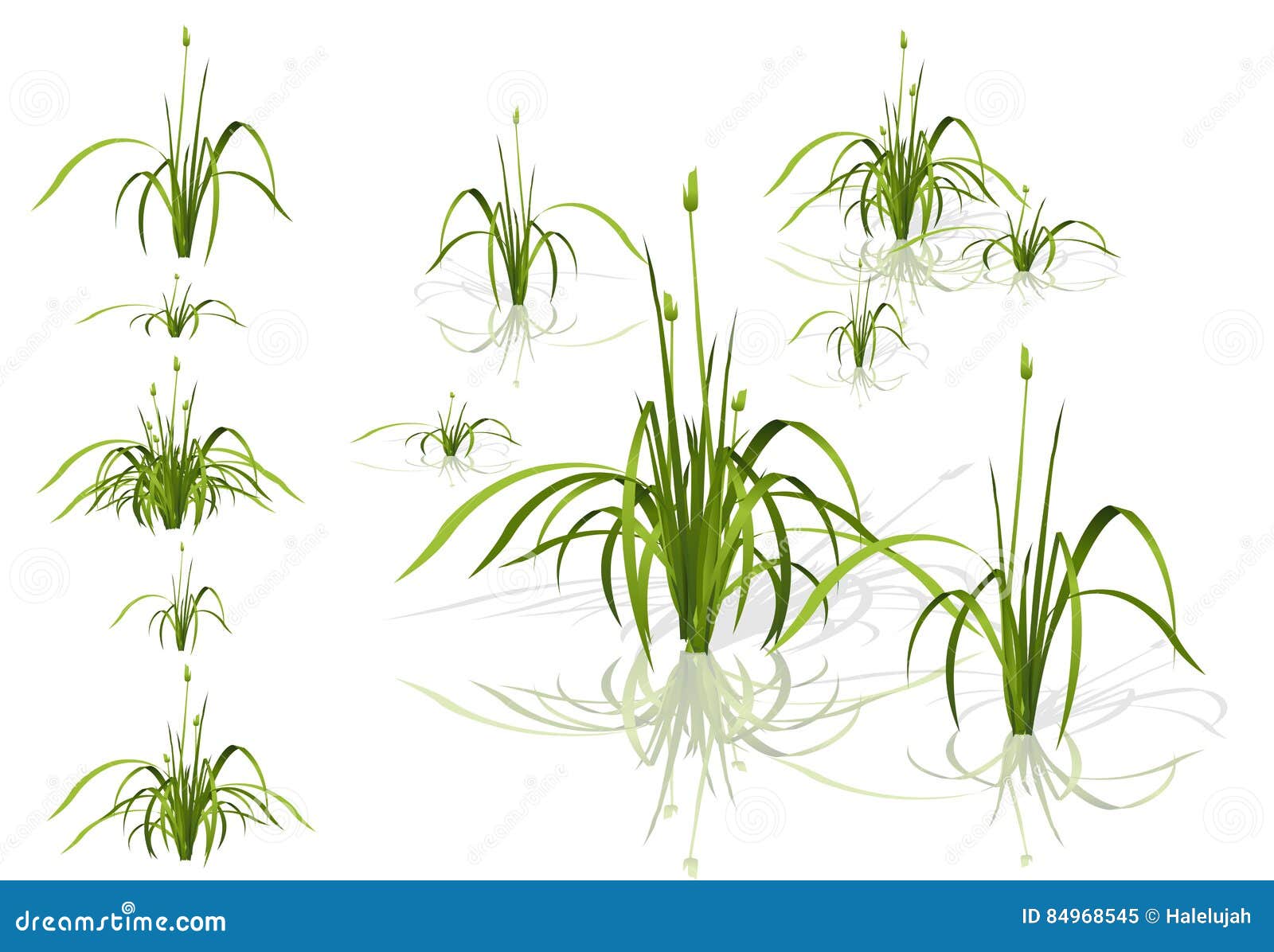  reed. water plants in different variants with shadows.