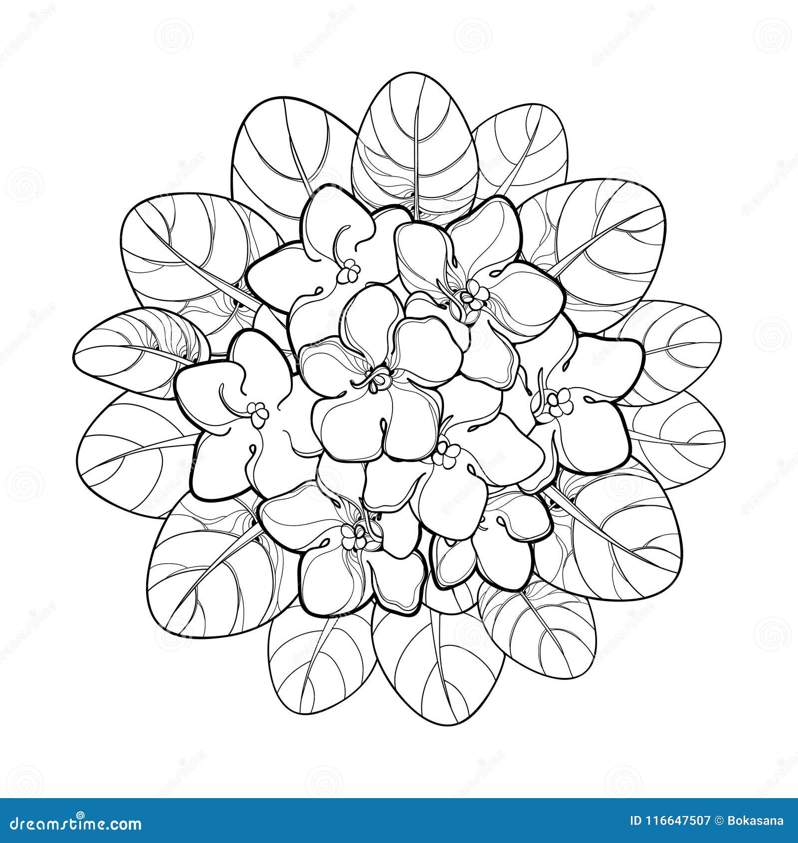 Vector Round Bouquet With Outline Saintpaulia Or African Violet Flower And Leaf In Black Isolated On White Background Stock Vector Illustration Of Leaf Flower 116647507