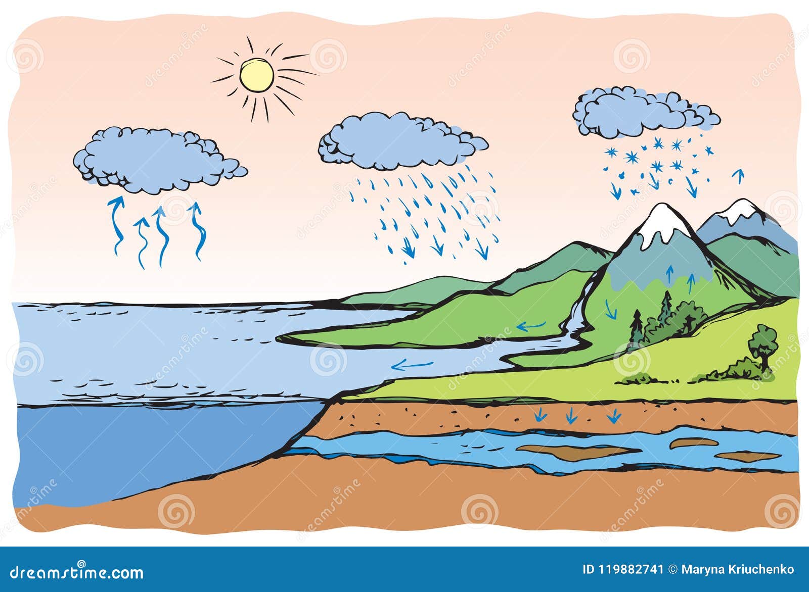 unscramble the process of water cycle​ - Brainly.in