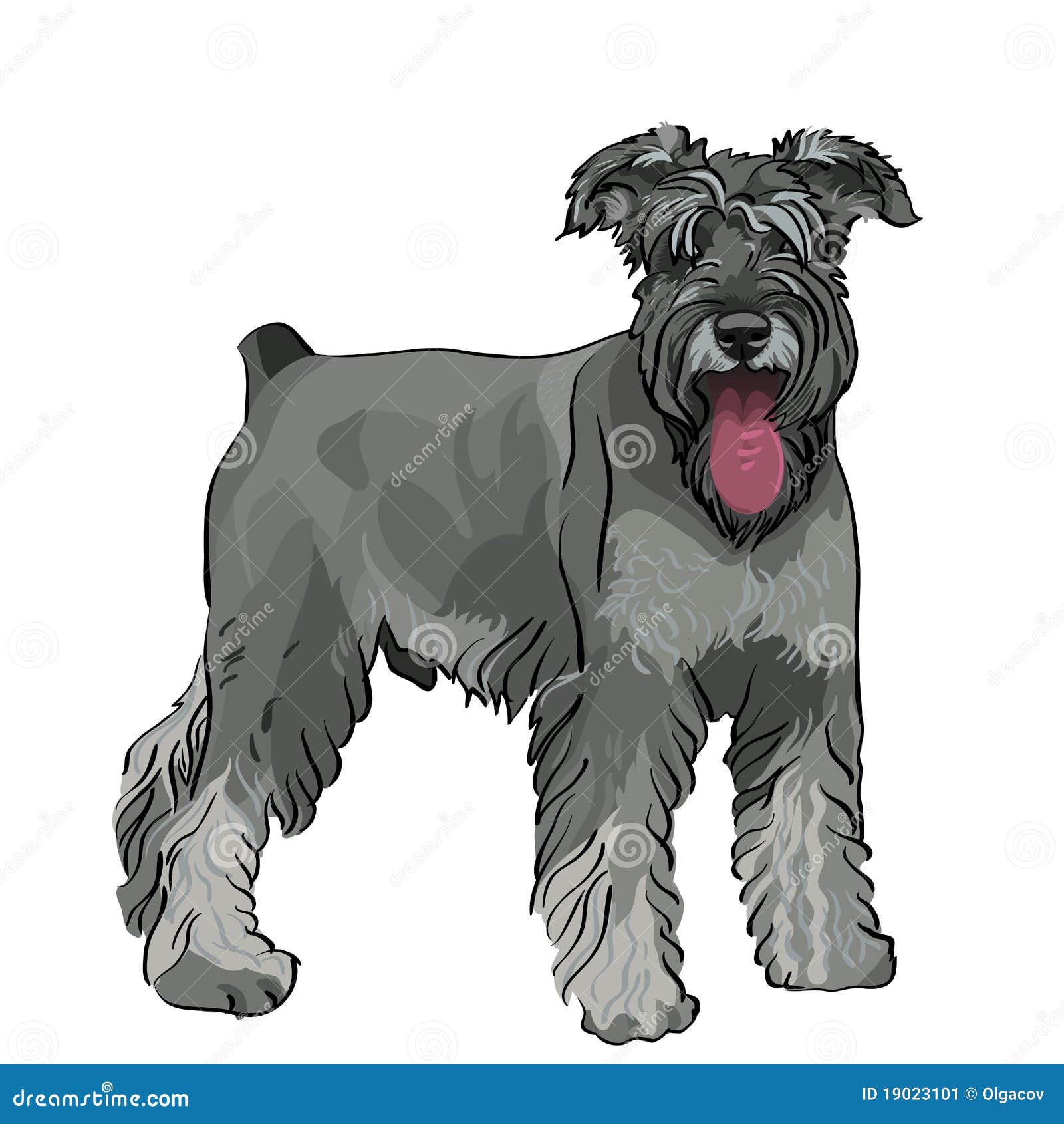  schnauzer dog with his tongue hanging out