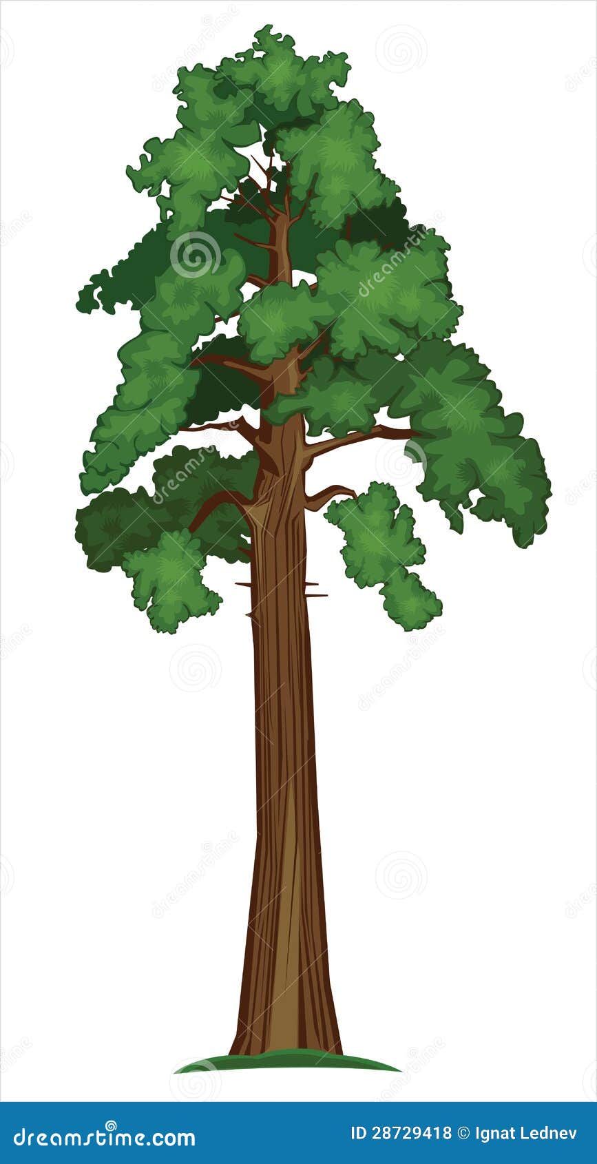  sequoia