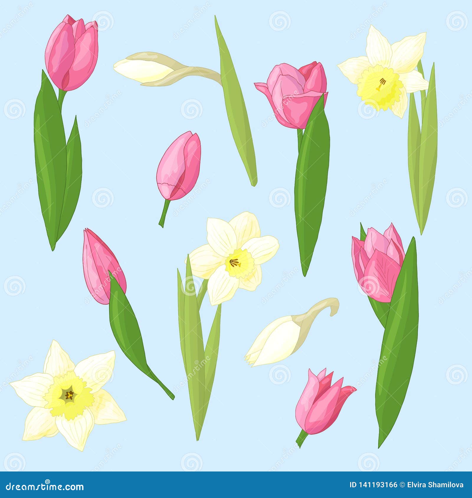 Vector Set of Tulips and Daffodils Stock Illustration Illustration of
