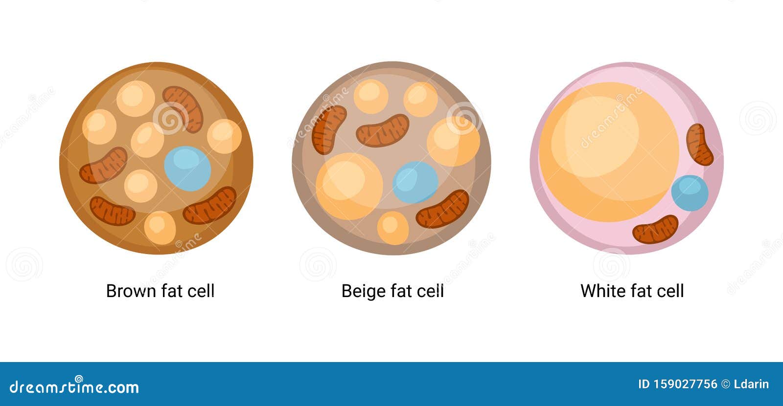  set of brown, beige and white fat cells.  of adipose tissue