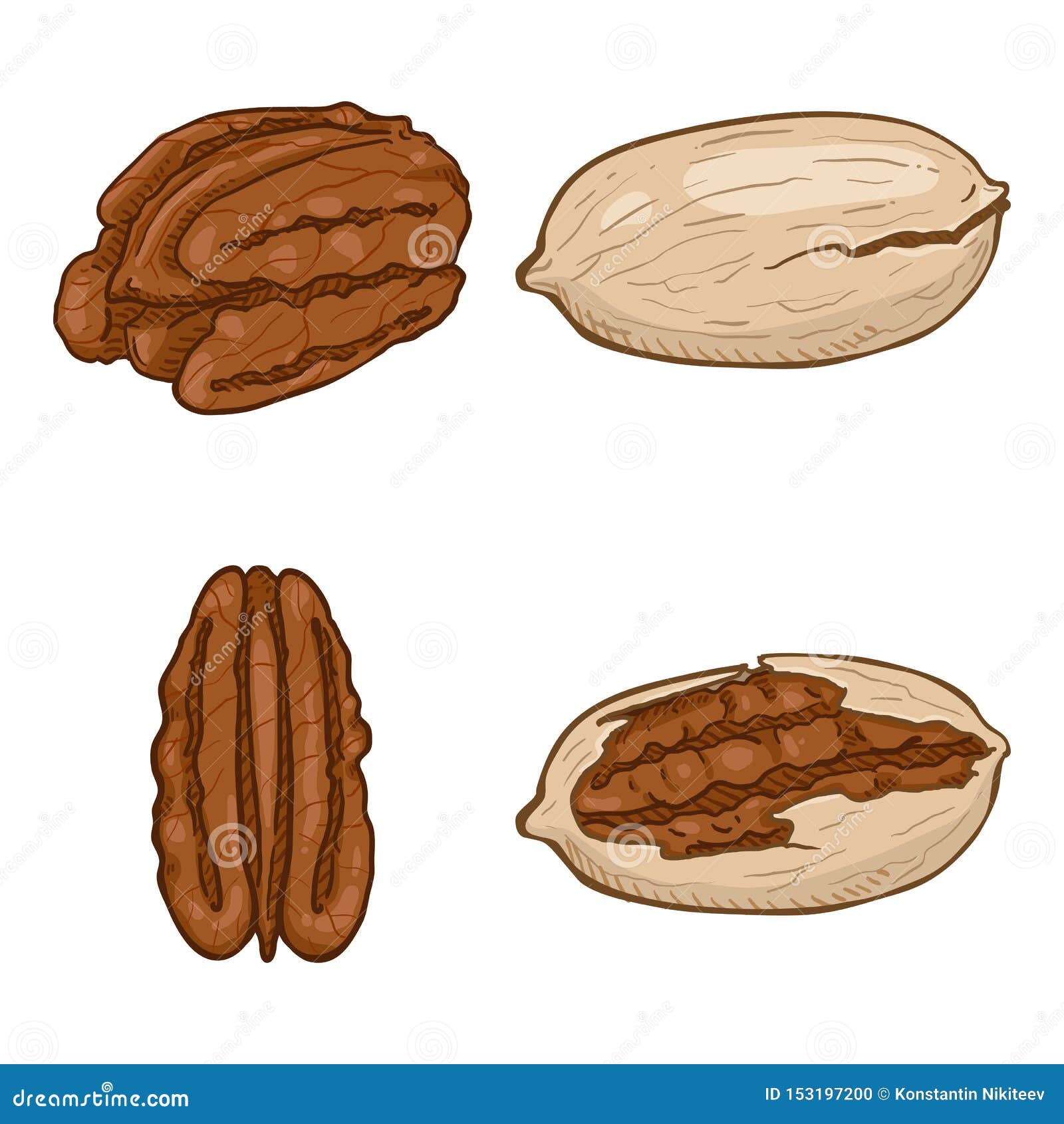 Vector Set of Cartoon Color Pecan Nuts Stock Vector - Illustration of