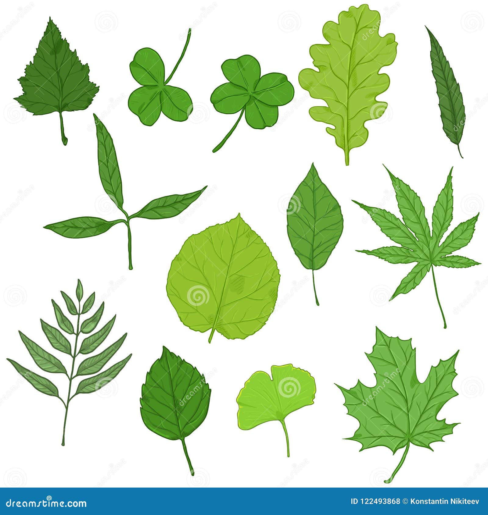 Vector Set of Cartoon Green Tree Leaves. Stock Vector - Illustration of  biology, garden: 122493868