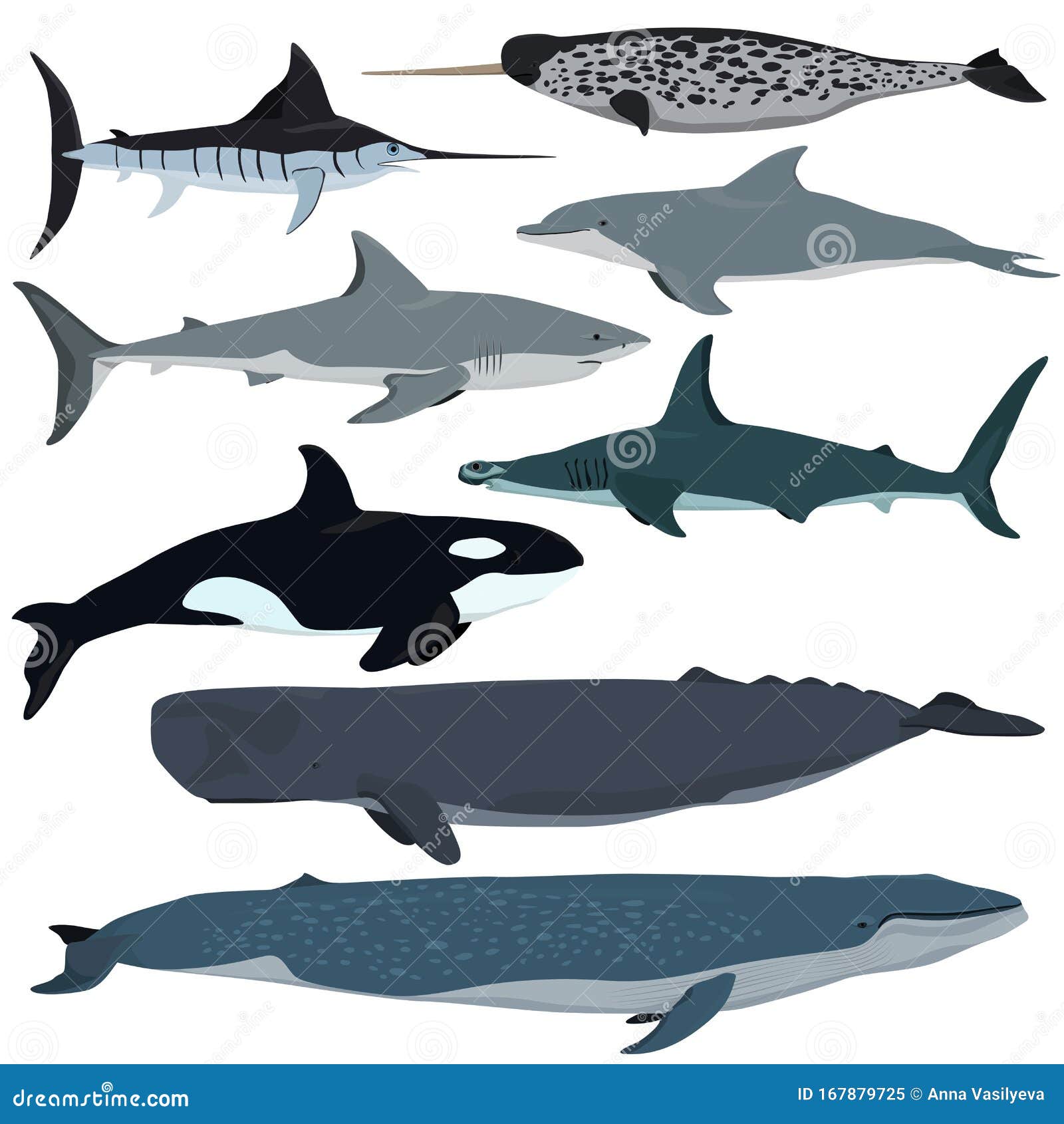 Vector Set of Cartoon Sea Animals. White Shark, Bottlenose Dolphin, Narwhal,  Hammerhead Shark, Blue Whale, Sperm Whale, Swordfish Stock Vector -  Illustration of hammer, fish: 167879725