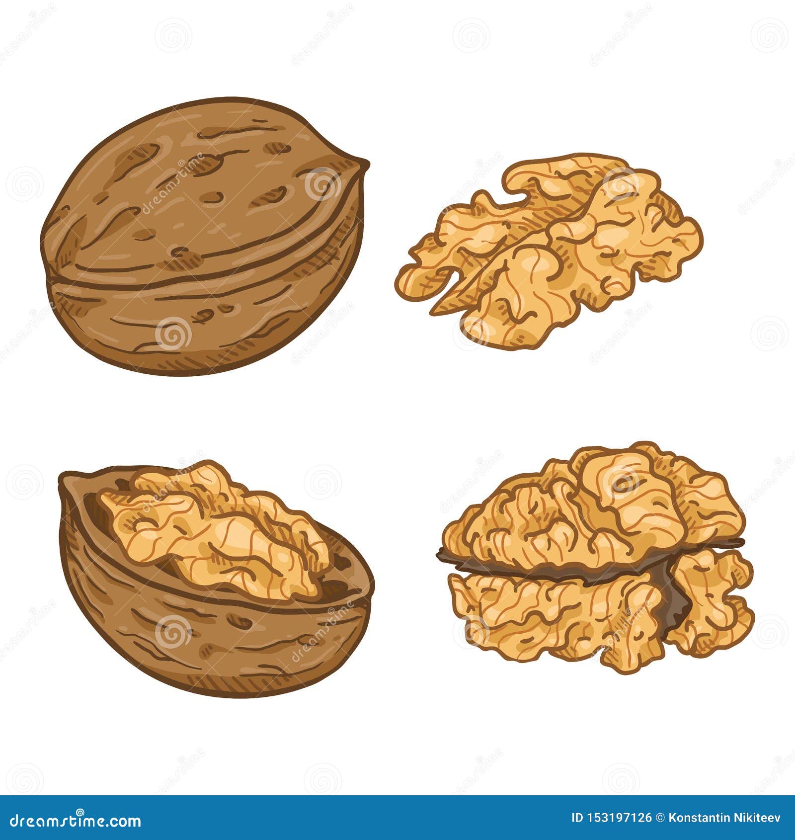 Vector Set of Cartoon Walnuts Stock Vector Illustration of nuts