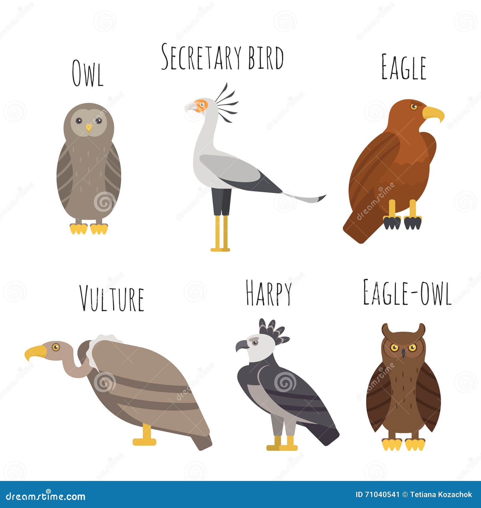 Harpy Eagle Poster Print / Infographic