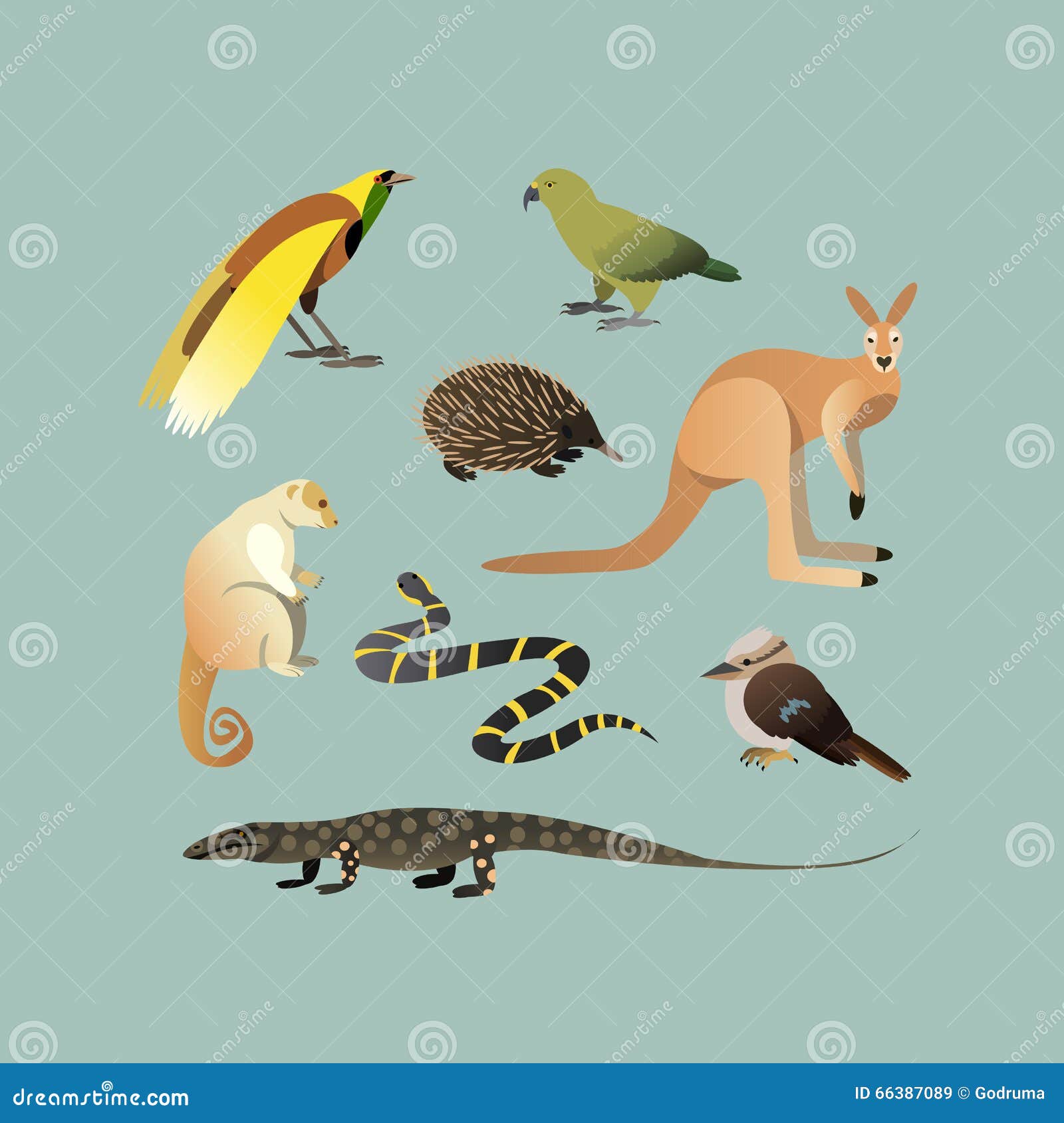  set of different australian animals. animals of australian kangaroo echidna, couscous, australian giant lizard