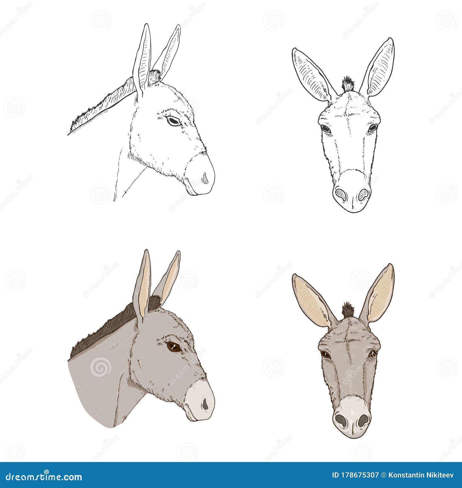 Donkey Head Front