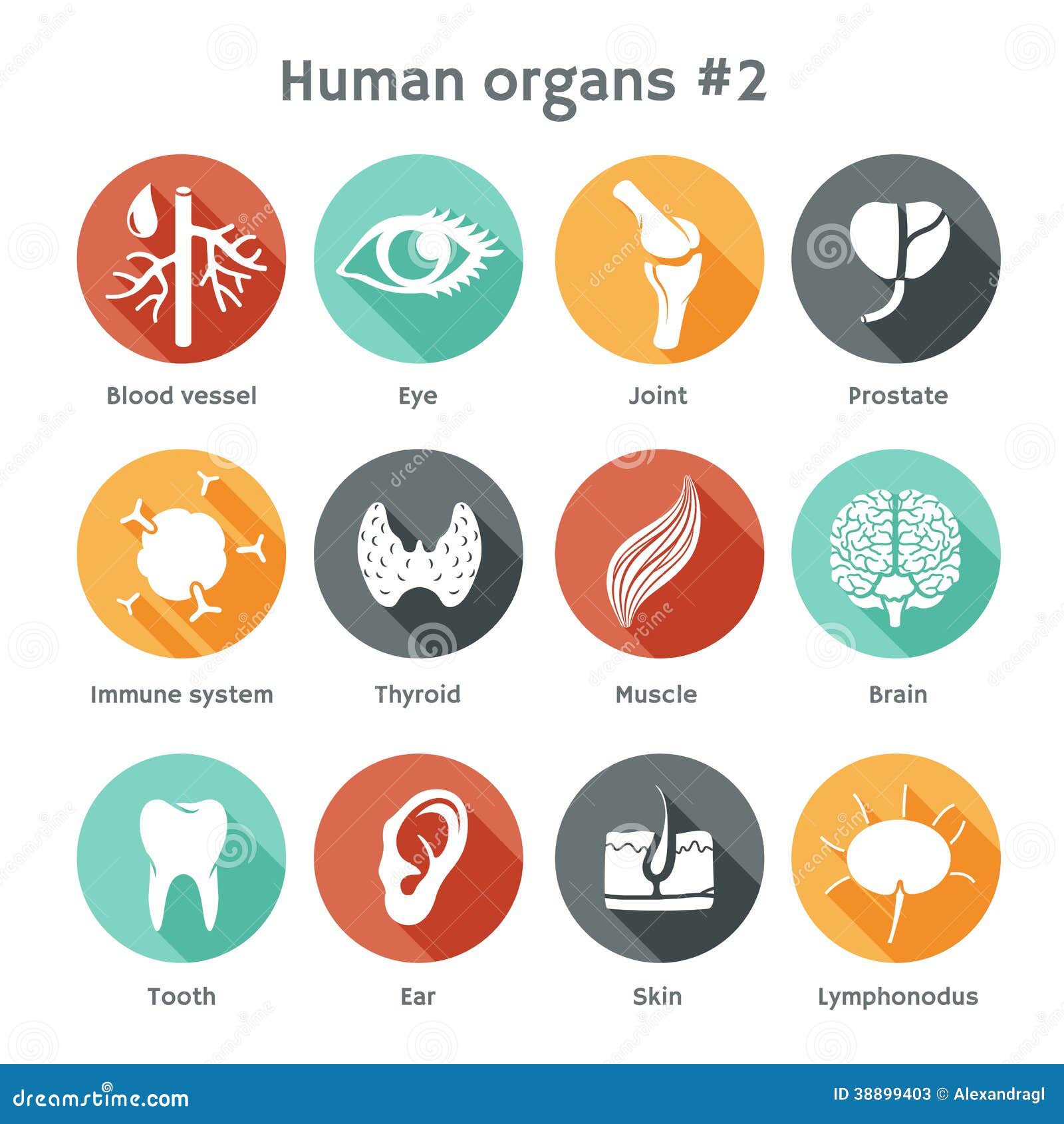  set of flat icons with human organs