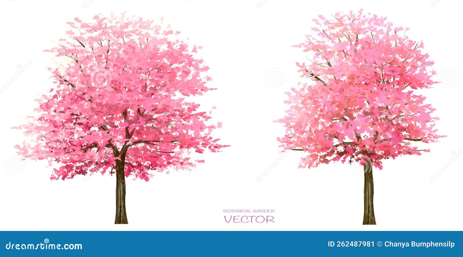  watercolor sakura tree or forest side view  on white background