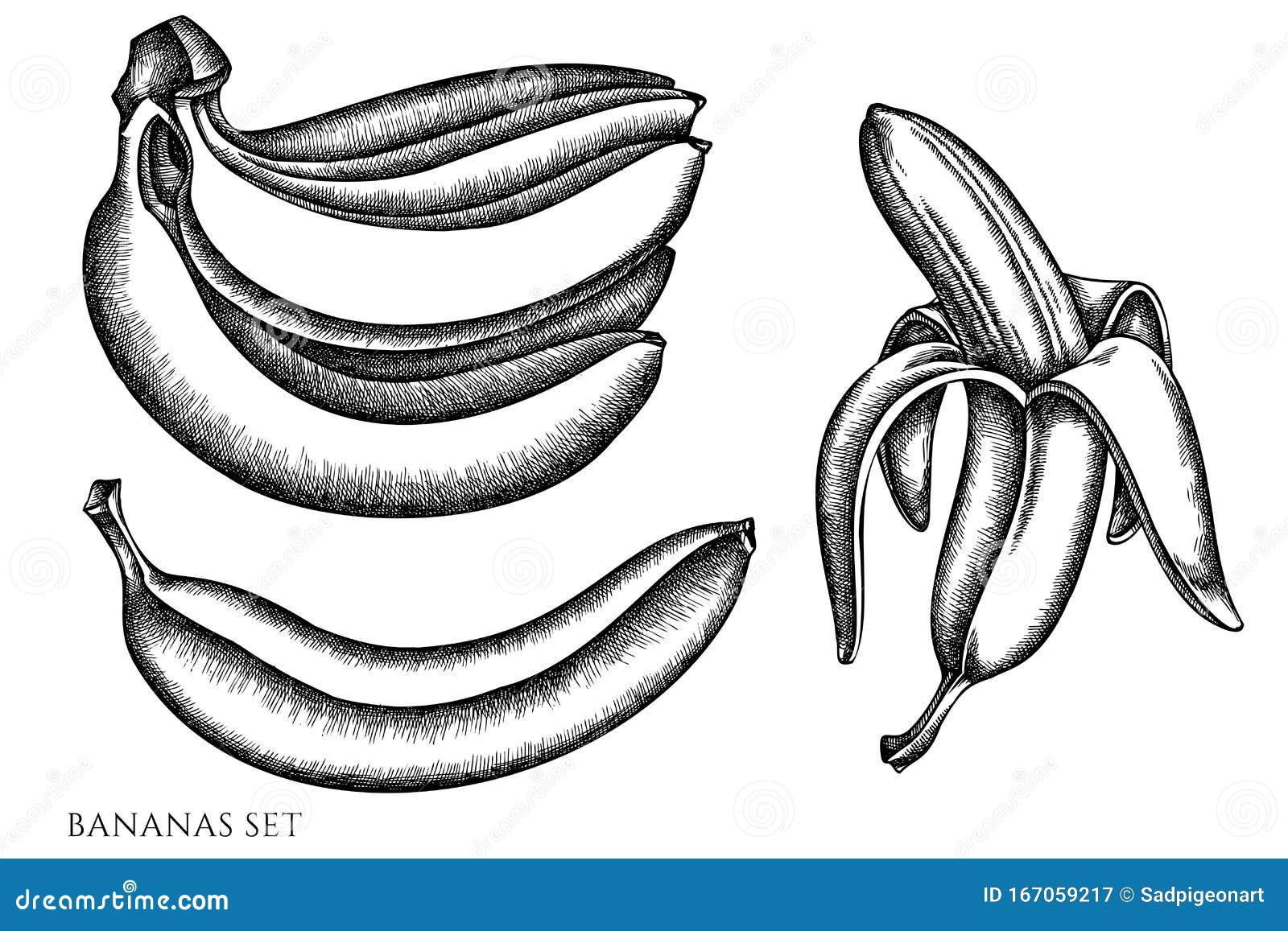 Vector Set of Hand Drawn Black and White Bananas Stock Vector ...