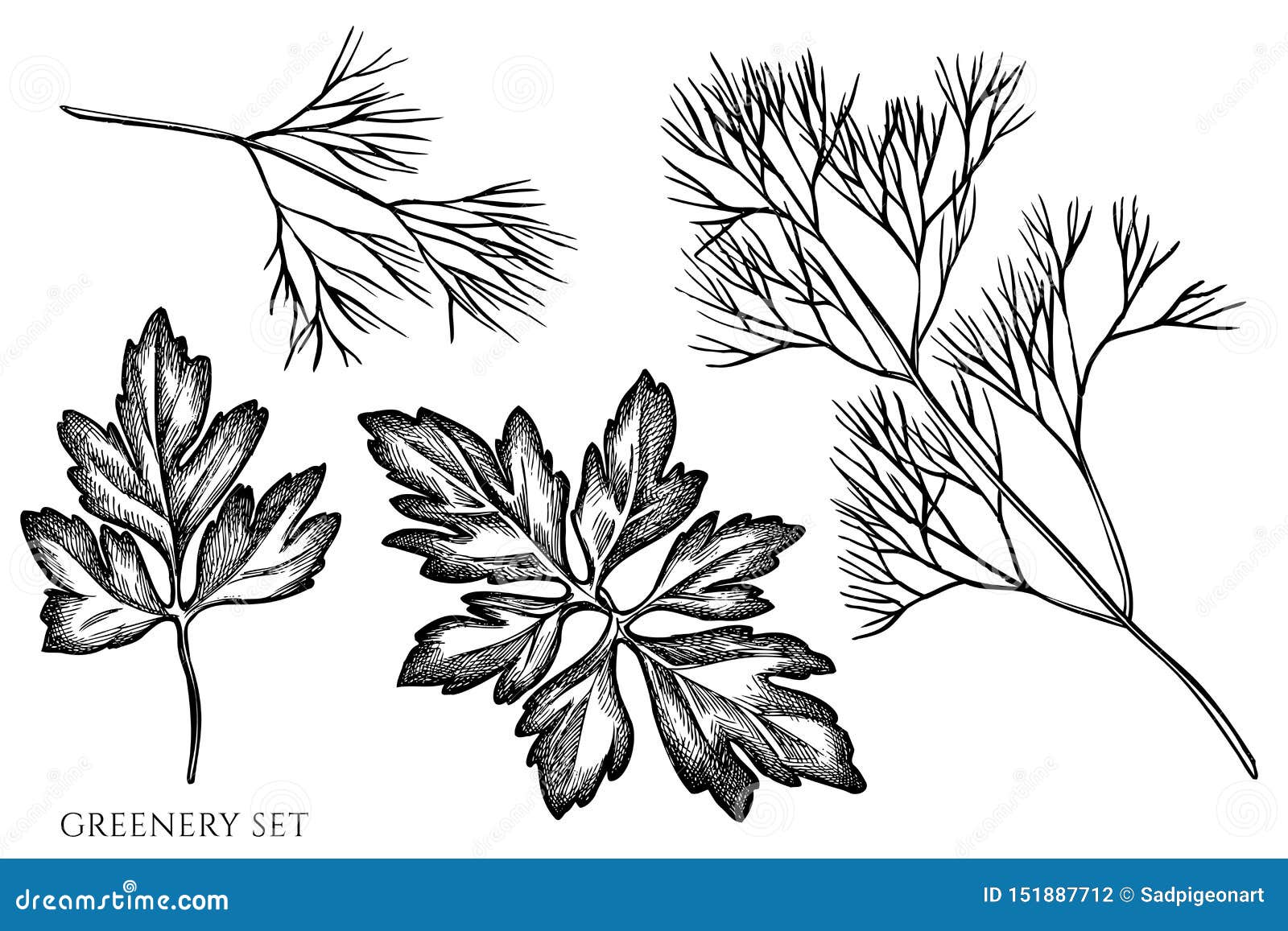 Vector Set of Hand Drawn Black and White Greenery Stock Vector