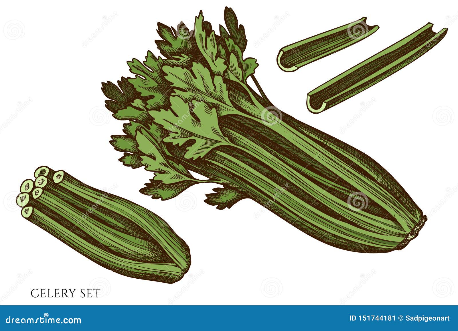 Vector Set of Hand Drawn Colored Celery Stock Vector Illustration of