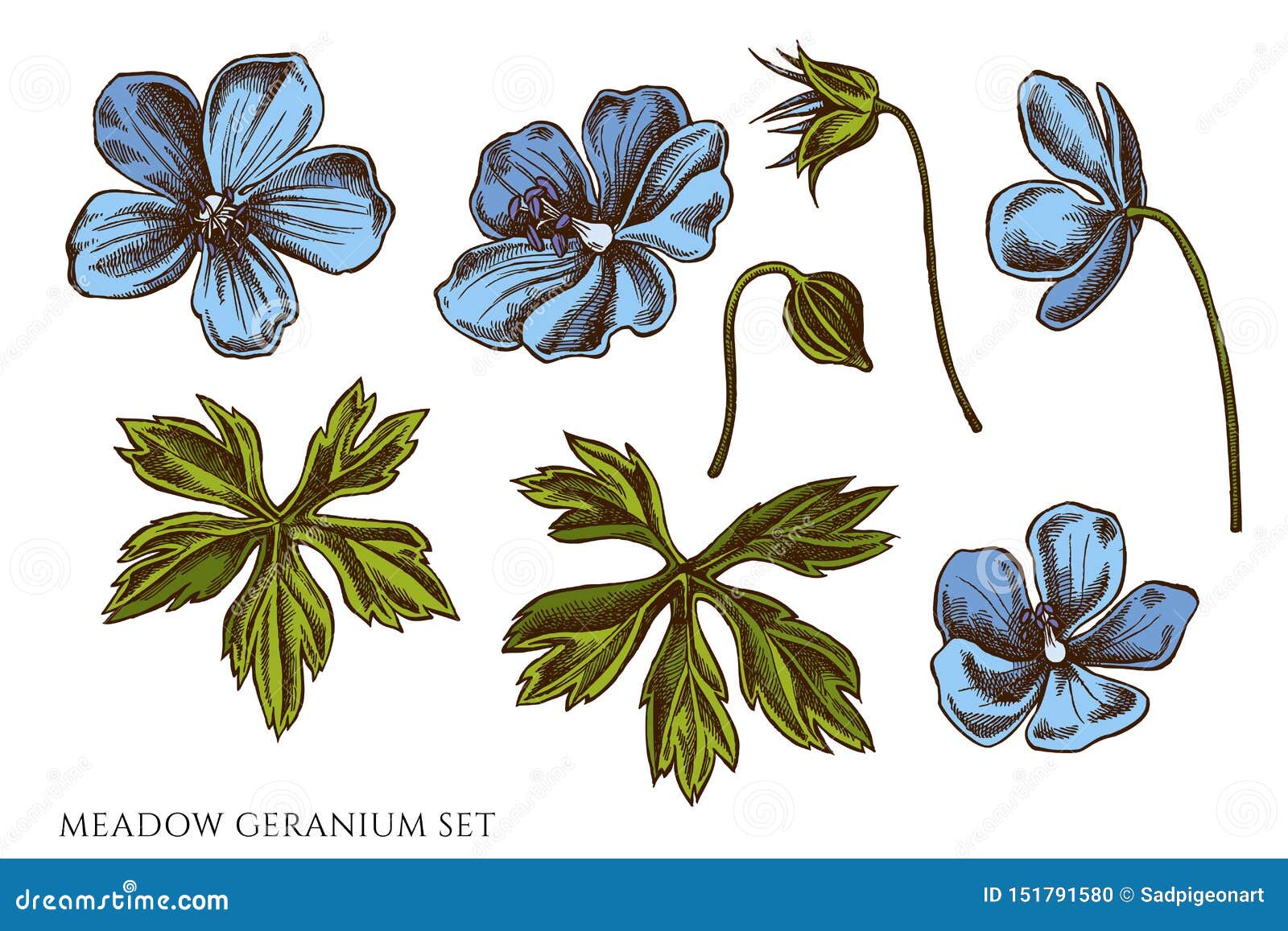 Vector Set of Hand Drawn Colored Meadow Geranium Stock Vector ...