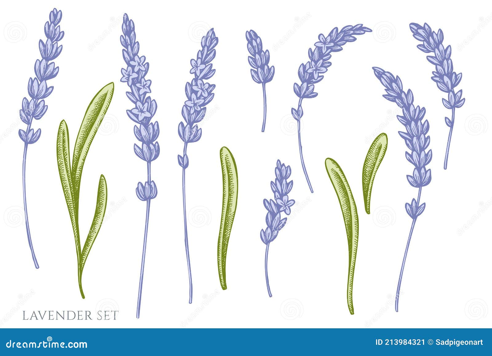 Vector Set of Hand Drawn Pastel Lavender Stock Vector Illustration of