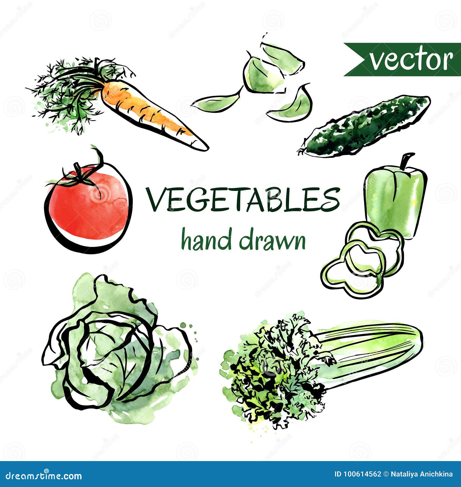 Vector Set Of Hand Drawn Vegetables Stock Vector Illustration Of
