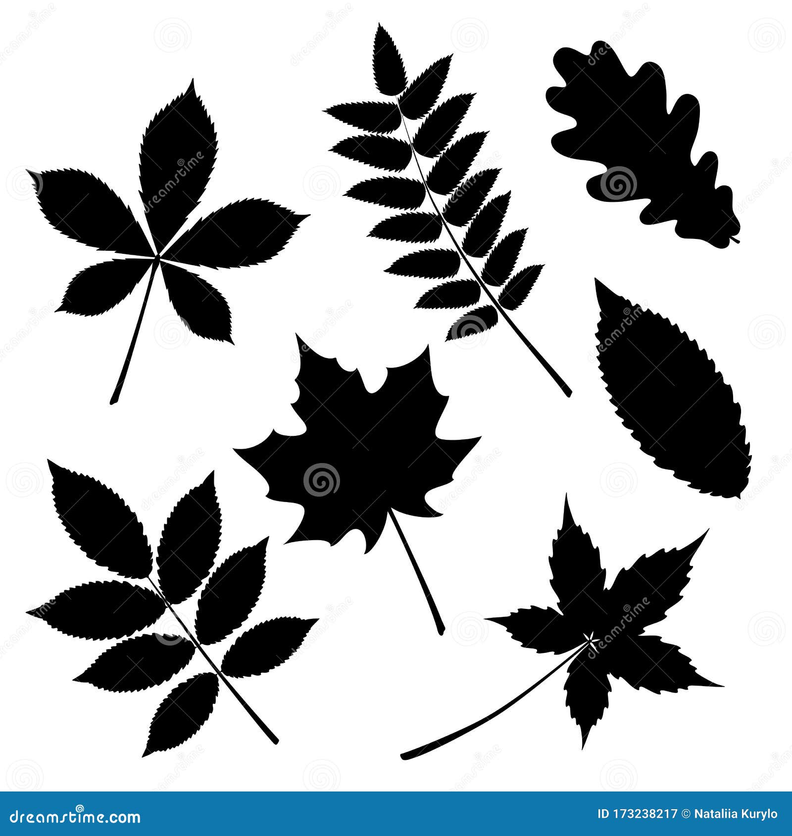Vector Set Leaves Silhouette Oak Leaf Leaf Of Wild Grapes And Maple Chestnut And Ash Rowan Stock Vector Illustration Of Fall Decoration Vector Set Leaves Silhouette Oak Leaf Leaf Of Wild Grapes And Maple Chestnut And Ash Rowan Stock Vector Illustration Of Fall Decoration
