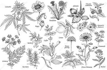 Vector Set of Medicinal Plants. Stock Illustration - Illustration of ...