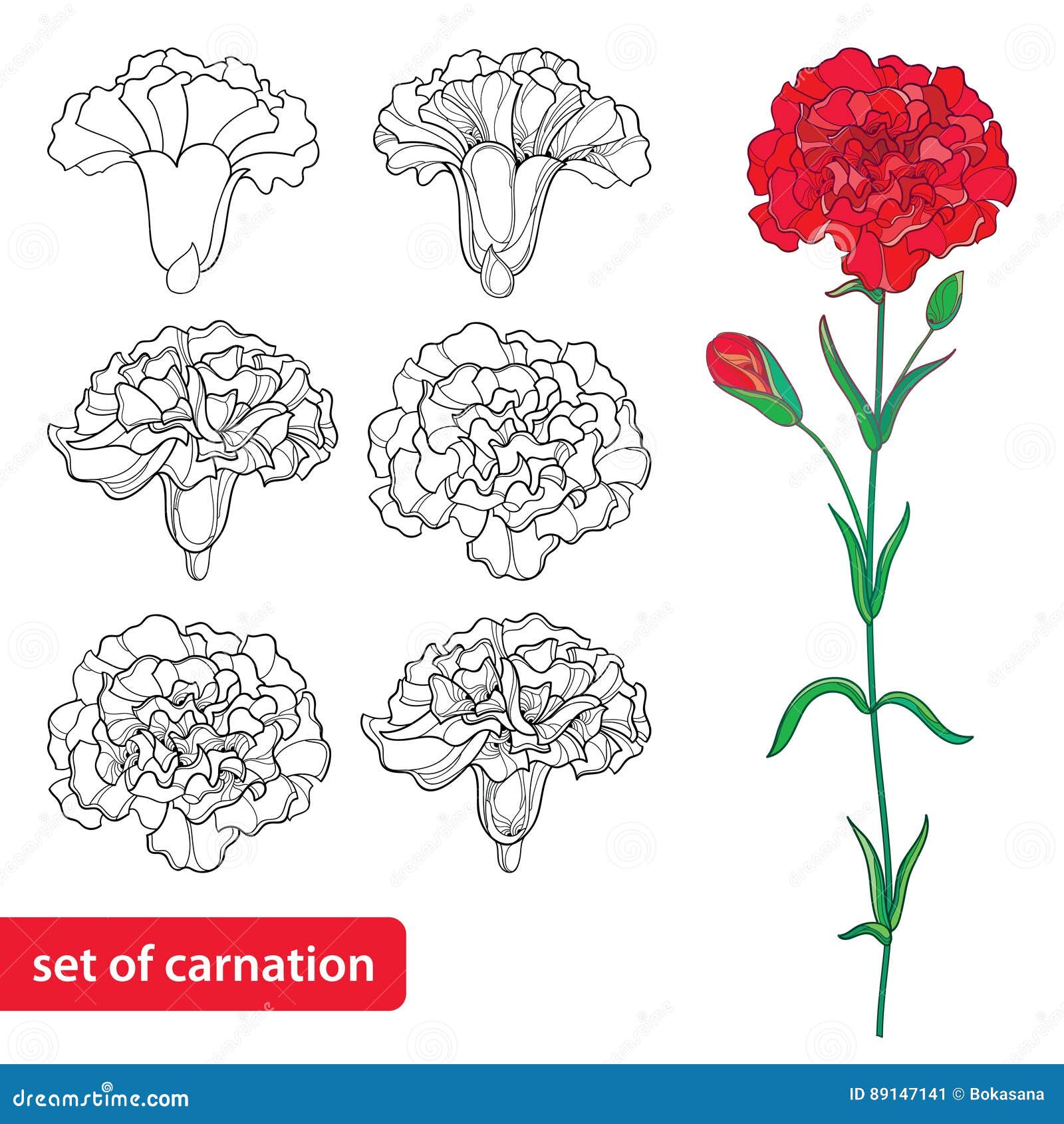 Carnation drawing on Pinterest