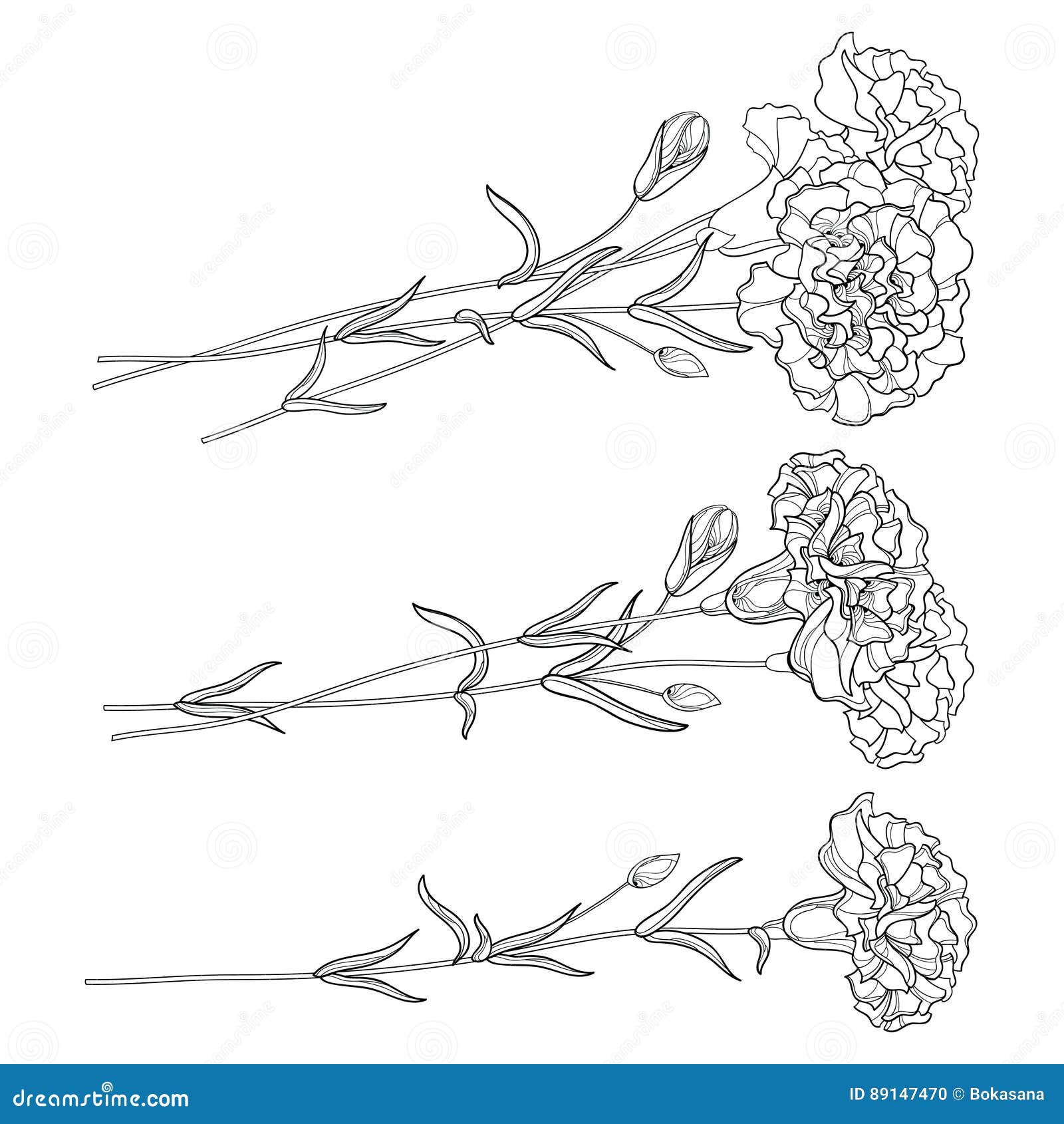 Vector Set with Outline Carnation. Flower, Bud and Leaves in Black ...