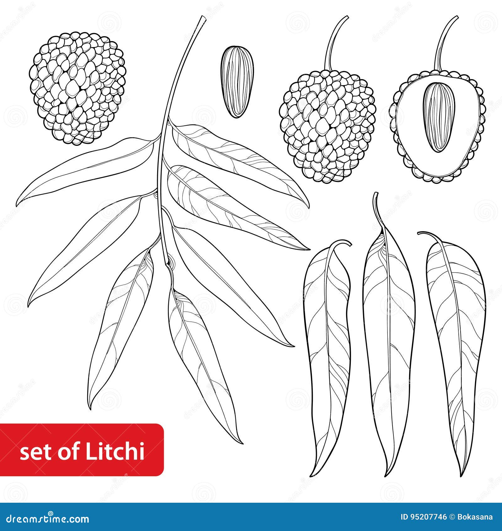 Hand drawn lychee branch isolated on white background. Vector illustration  in detail sketch style Stock Vector Image & Art - Alamy