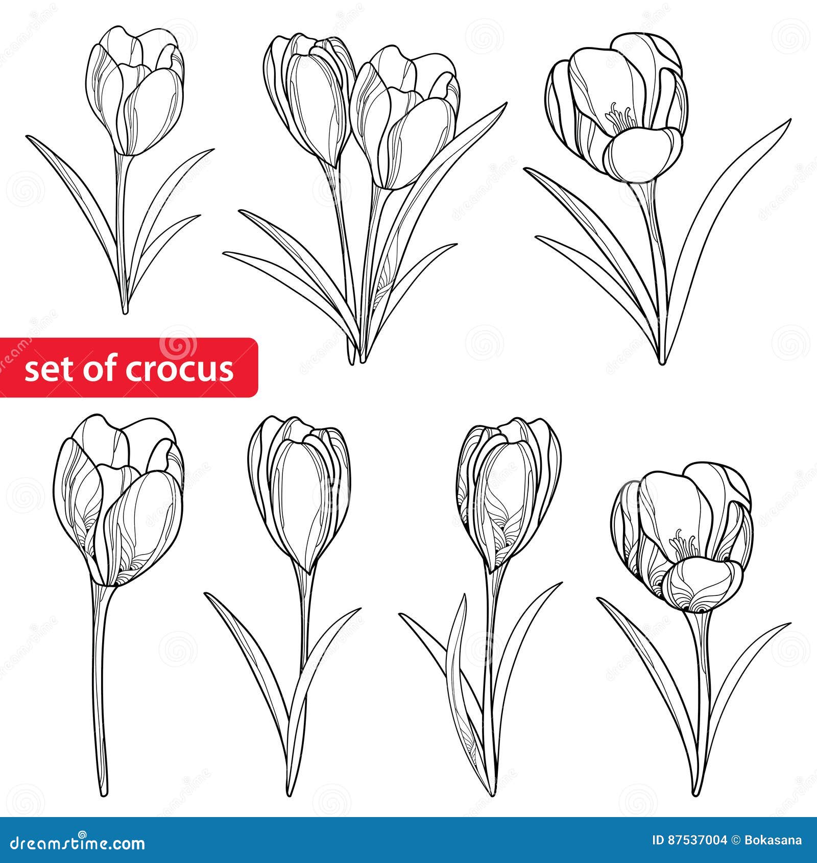 Vector Set with Outline Crocuses or Saffron Flowers Isolated on White. Template with Ornate
